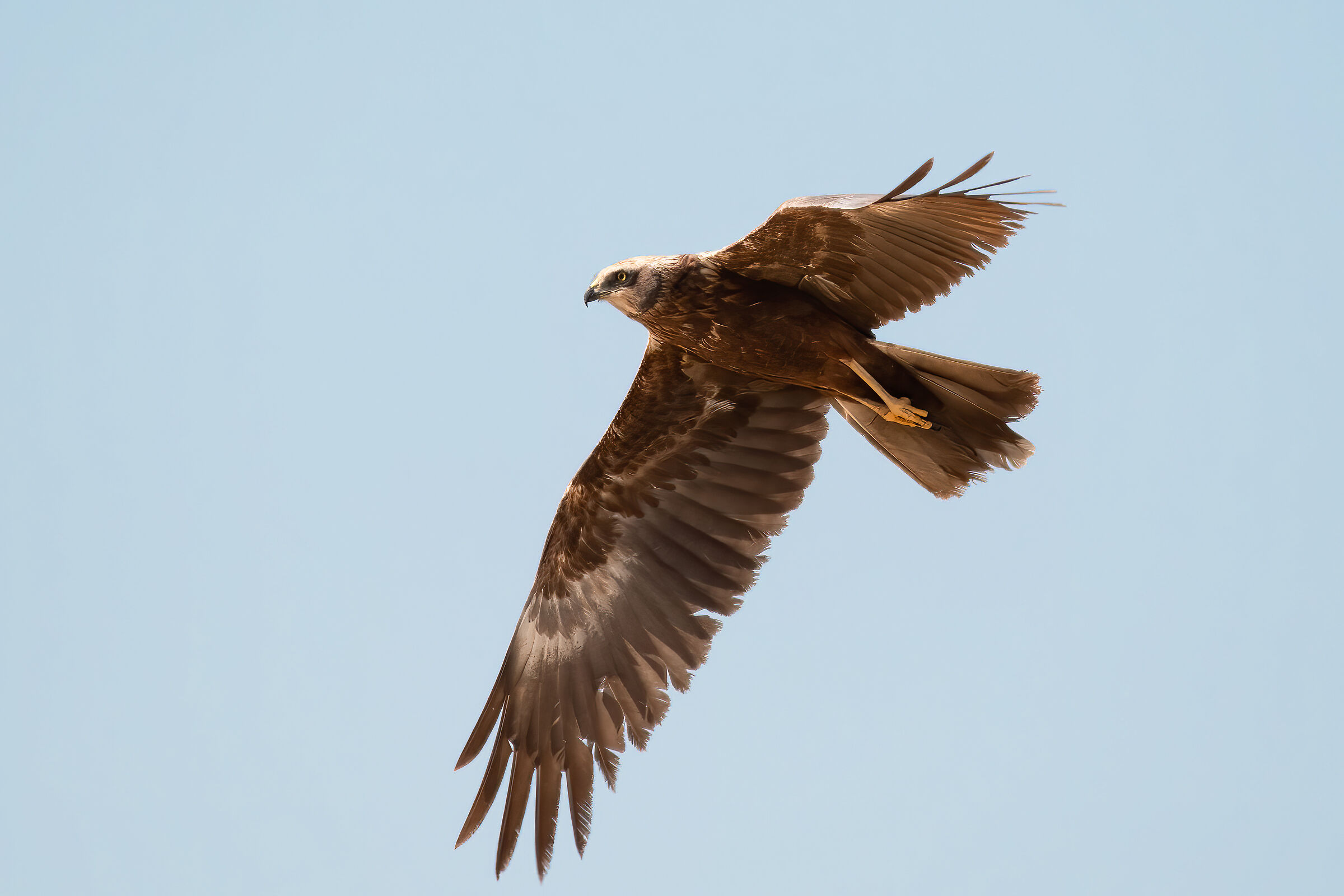 Falco di palude