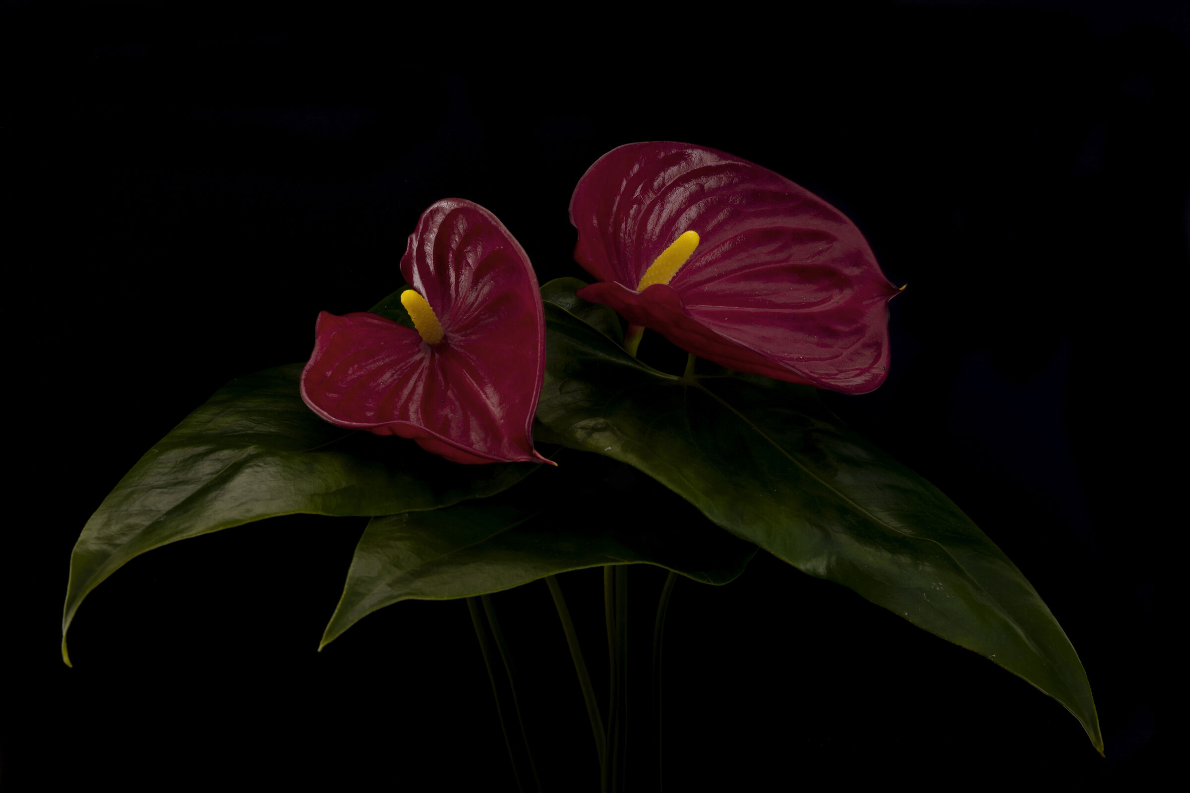 Anthurium andraeanum