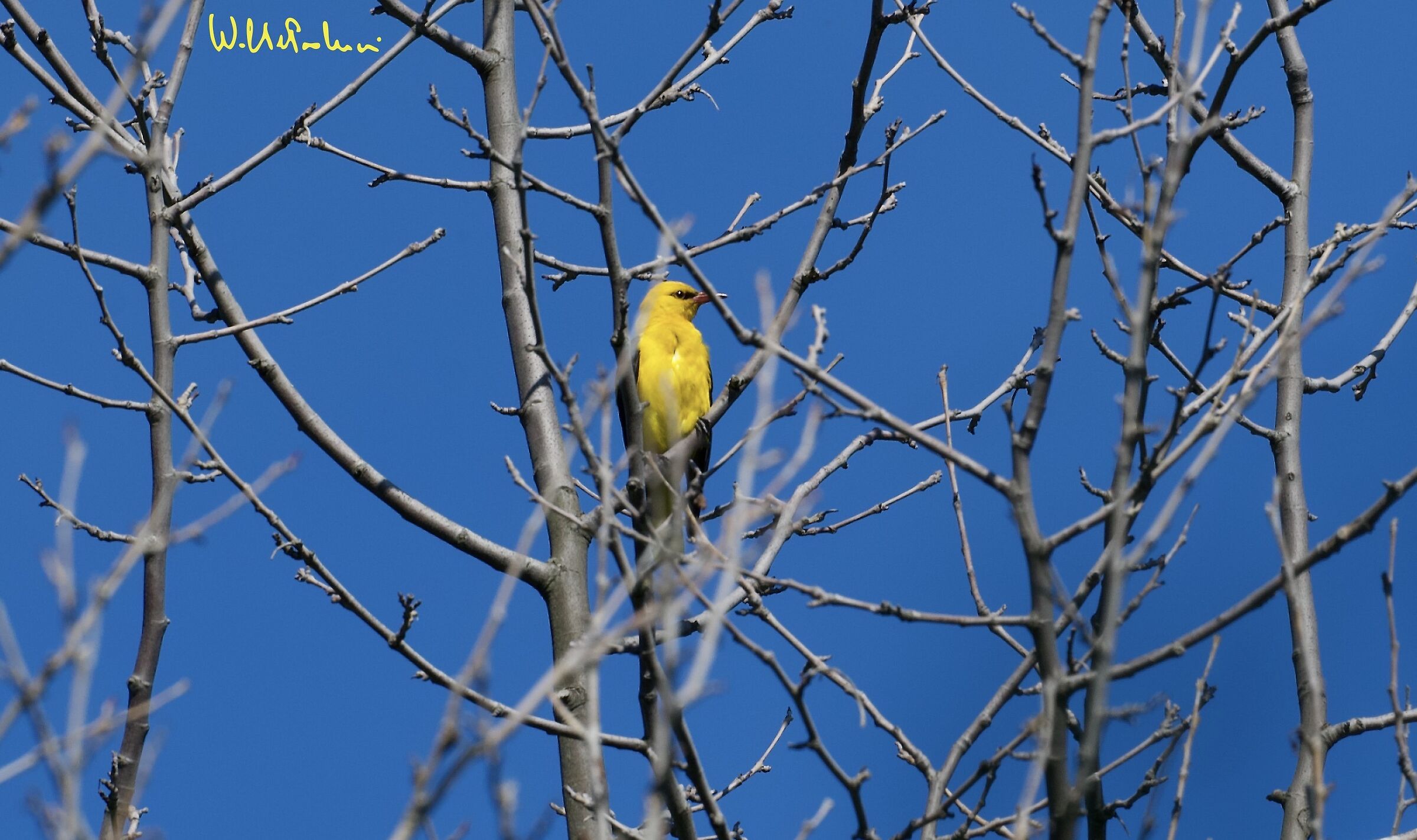 Oriole 2
