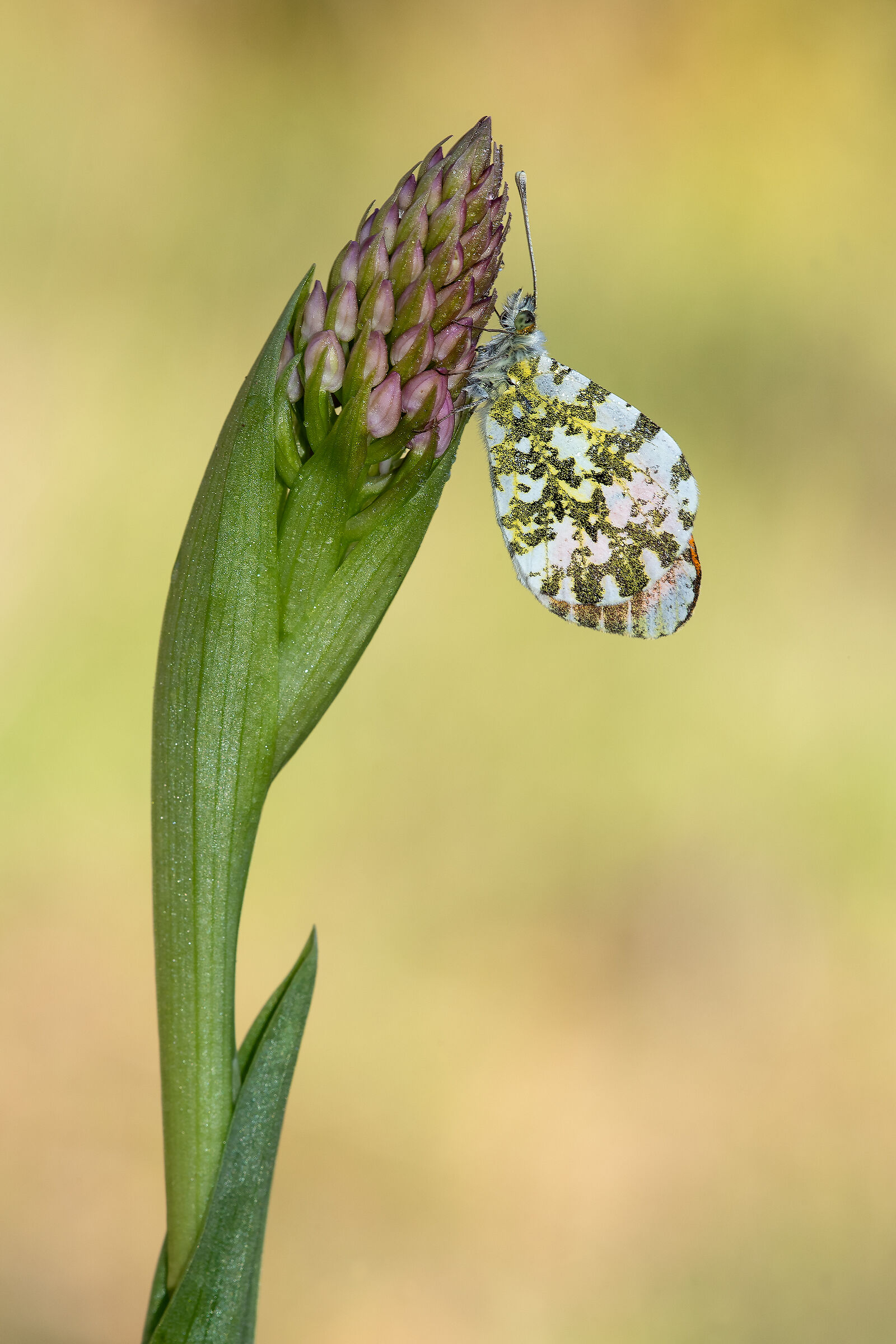 Anthocharis cardamines
