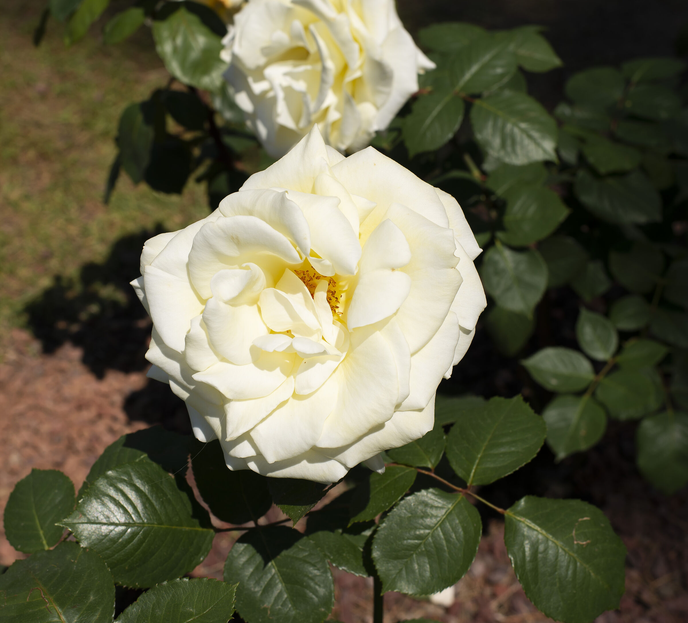 White rose