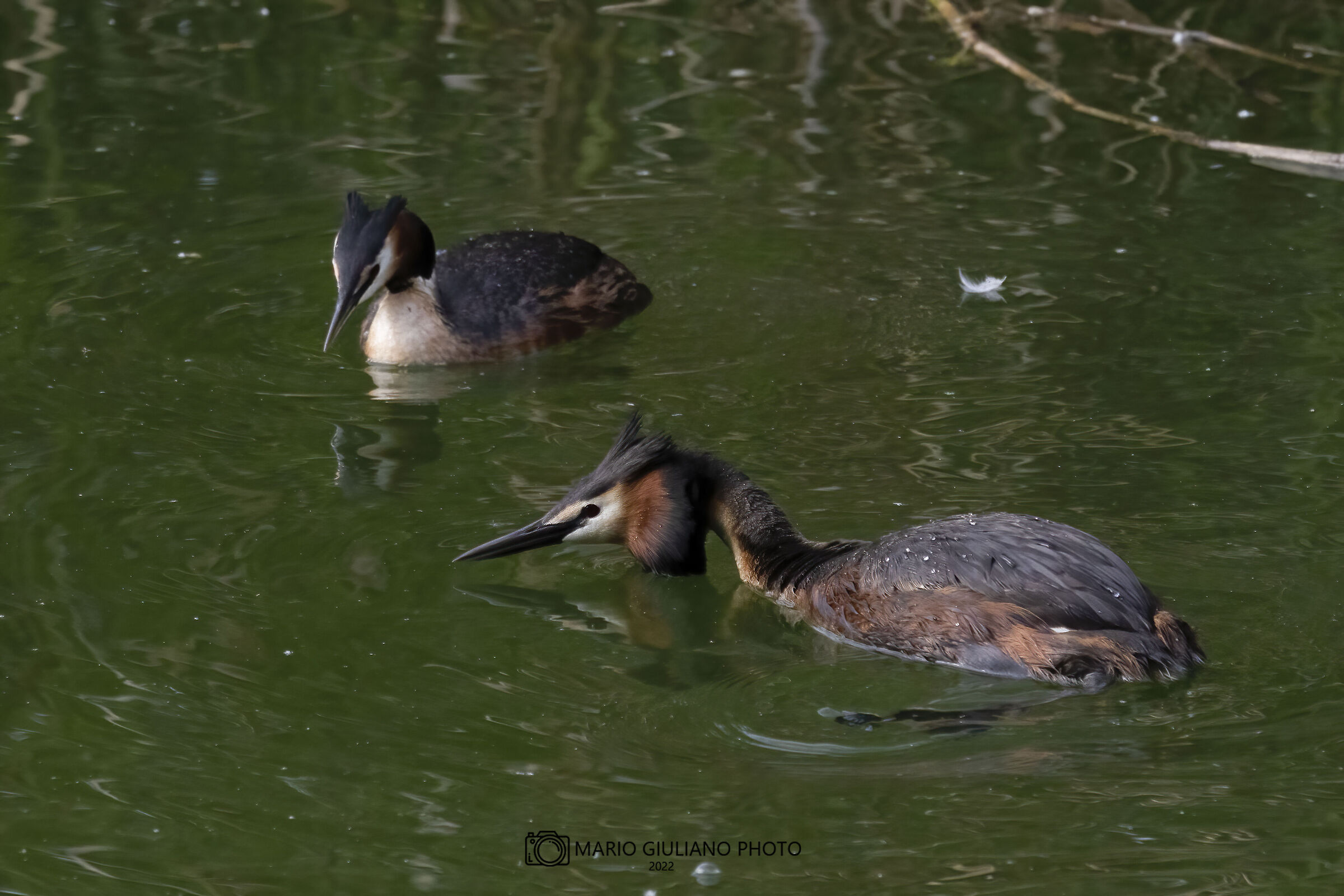 Grebes