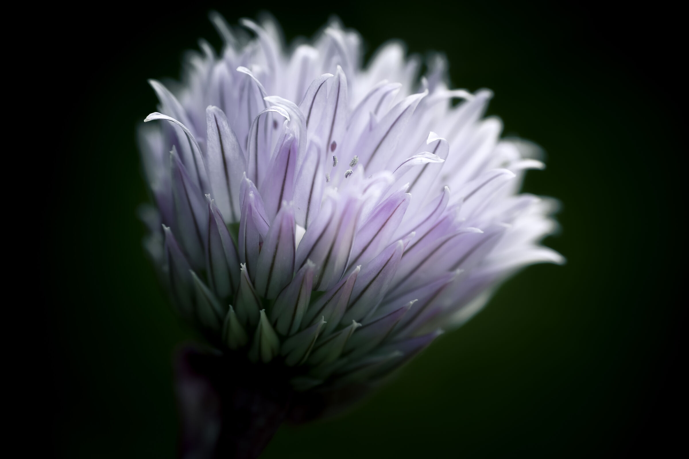 flowering Allium schoenoprasum