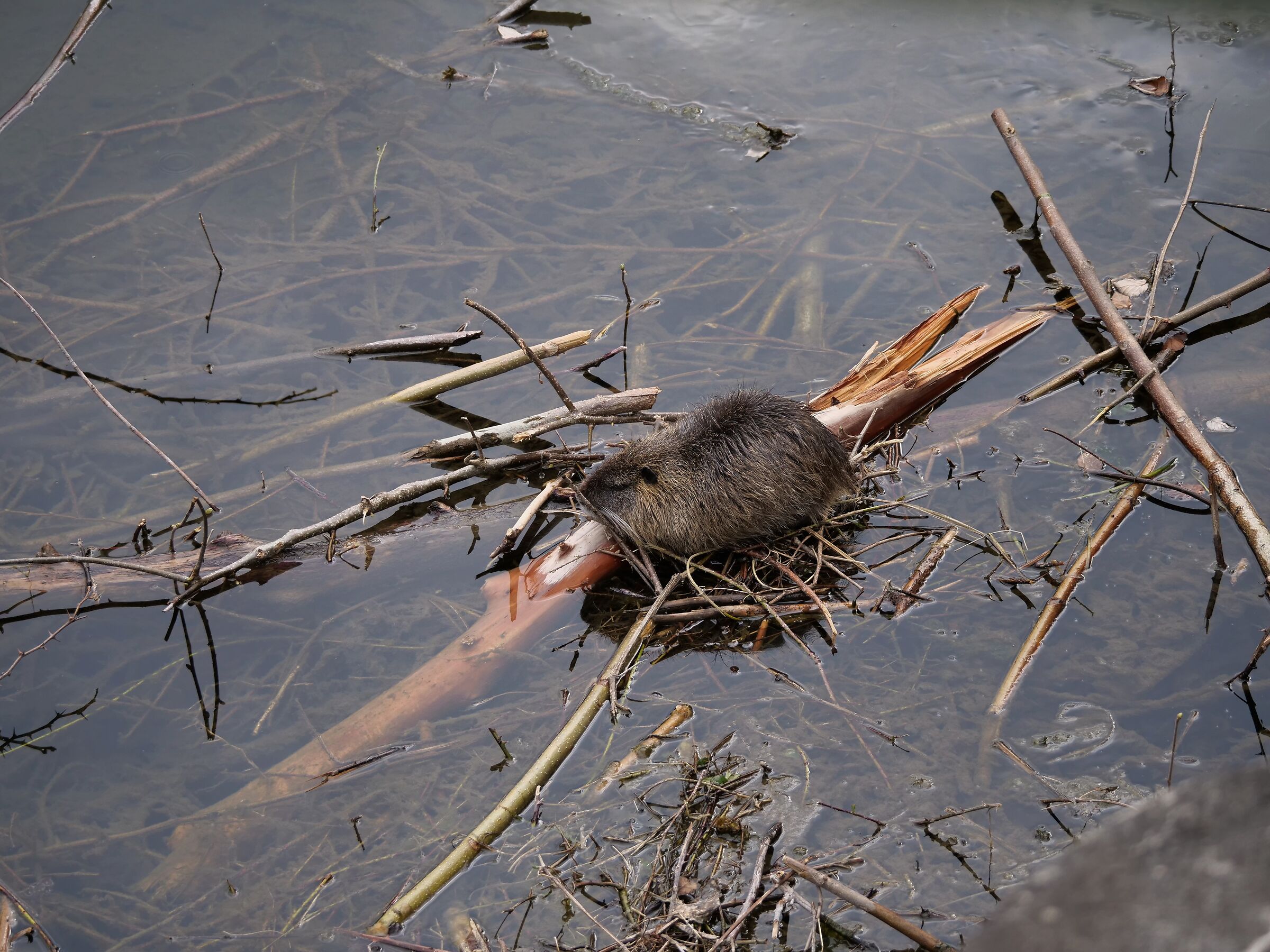 Nutria