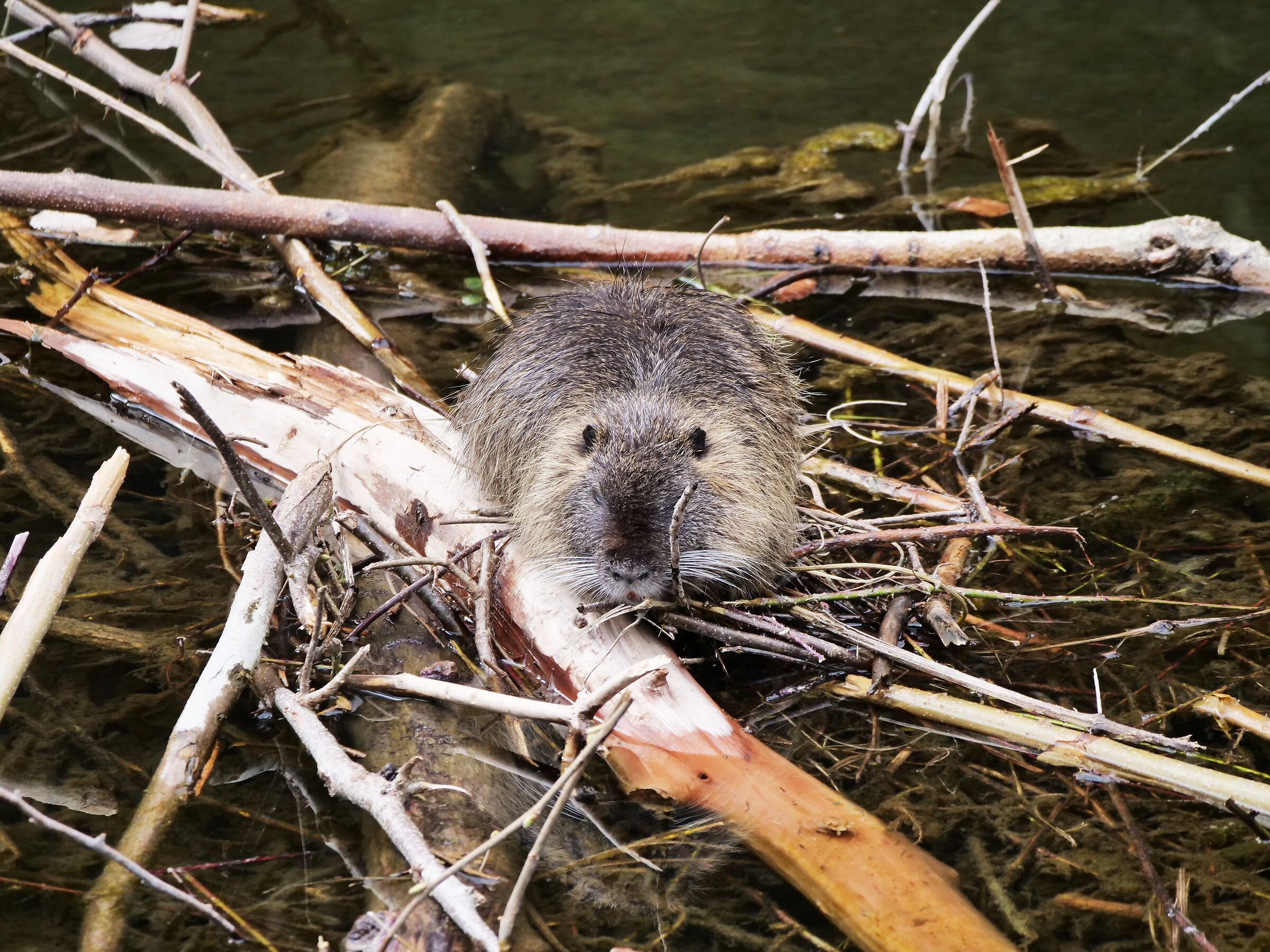 Nutria