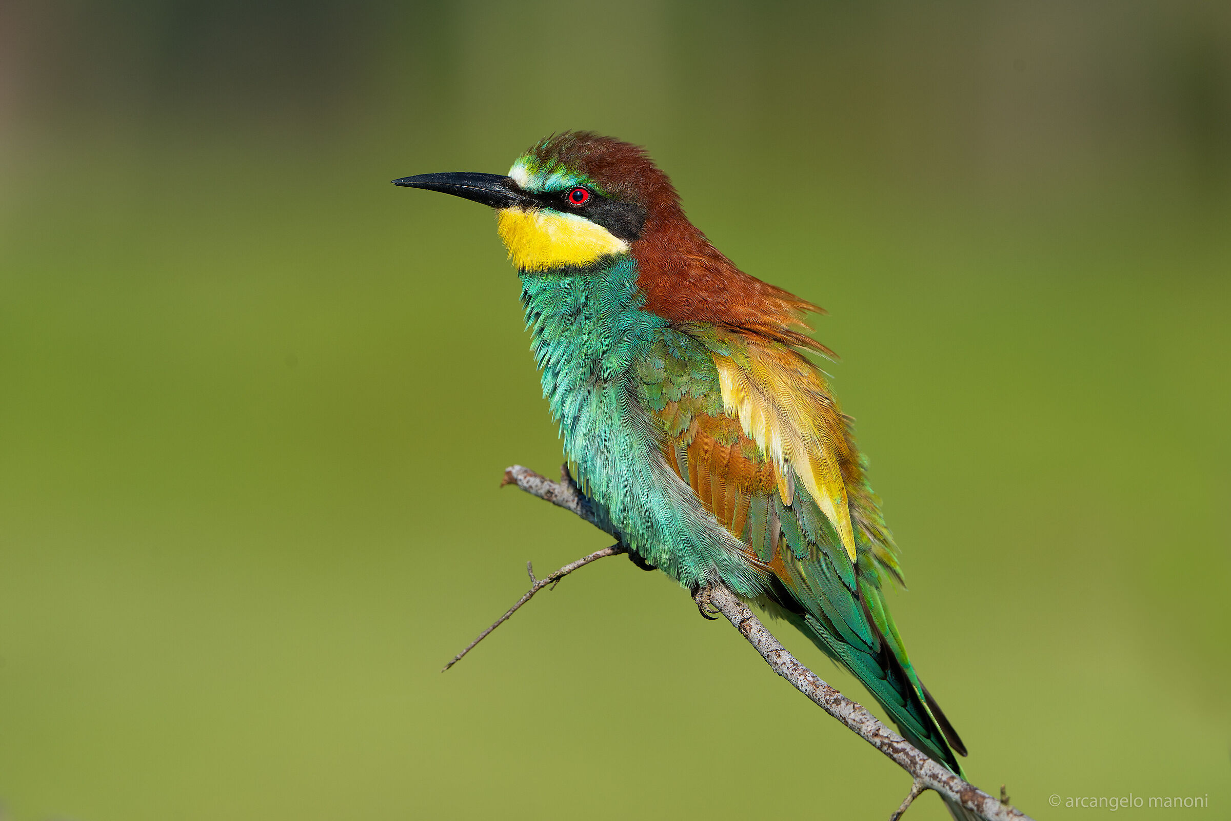 That kaleidoscope of the bee-eater