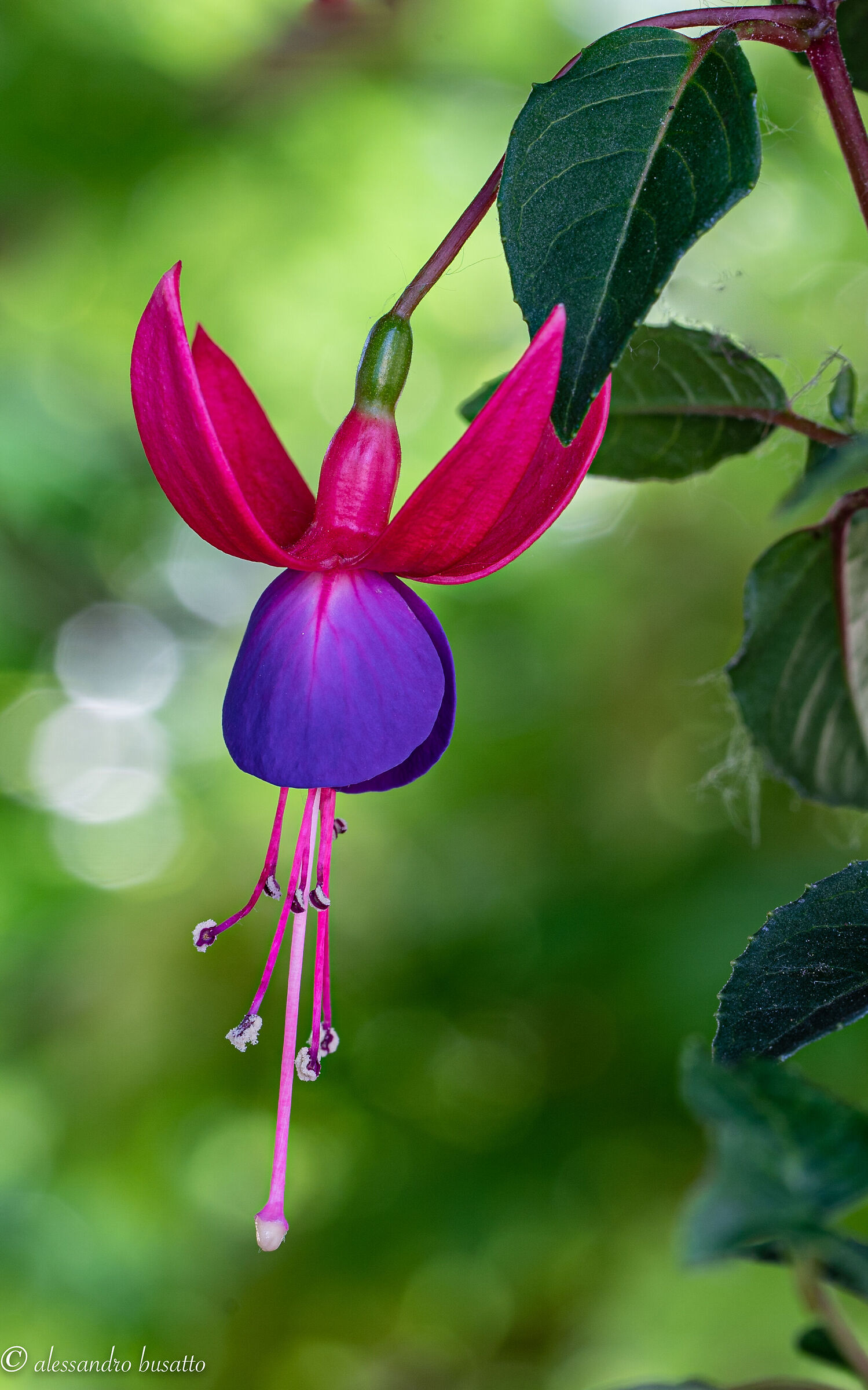 Magellanic fuchsia