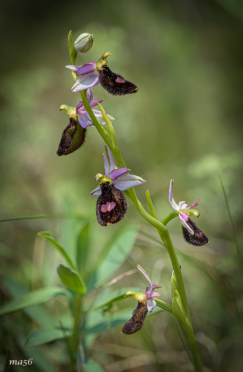 Ophrys Bertolonii