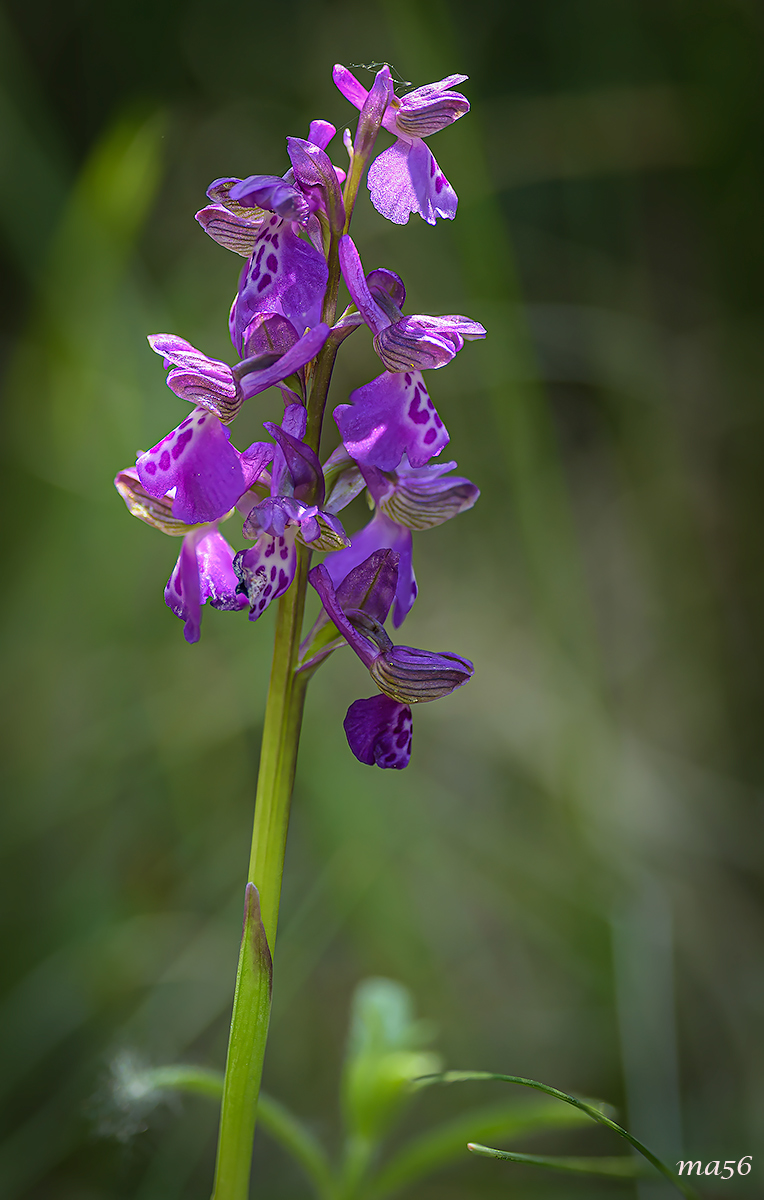 Anacamptis morio