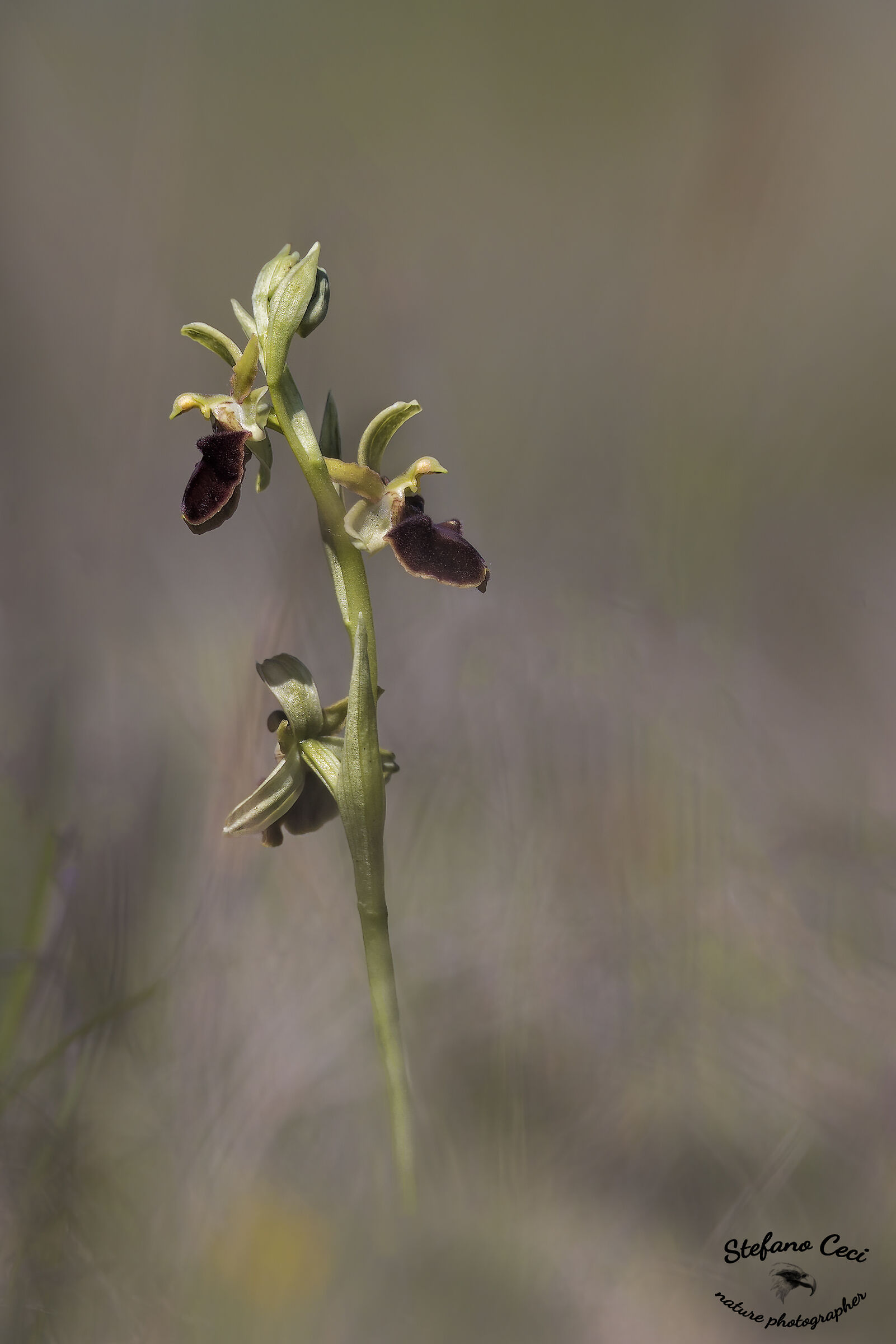 Ophrys Sphegodes