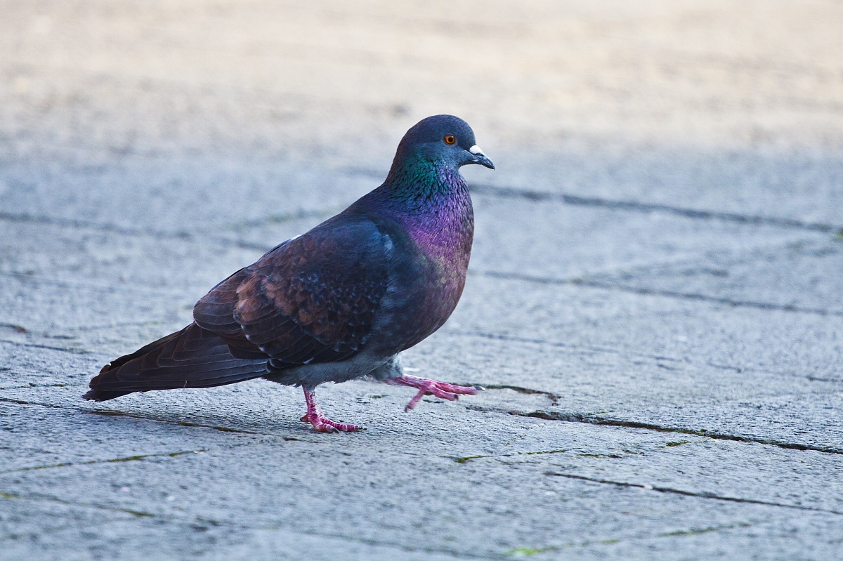 pigeon