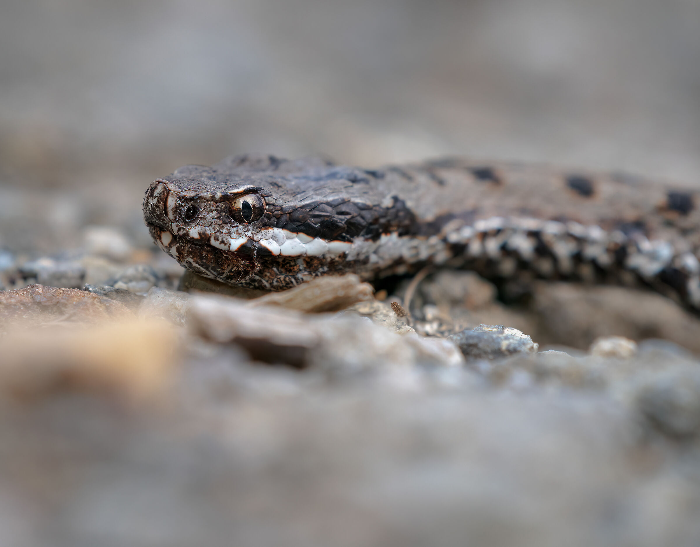 Vipera