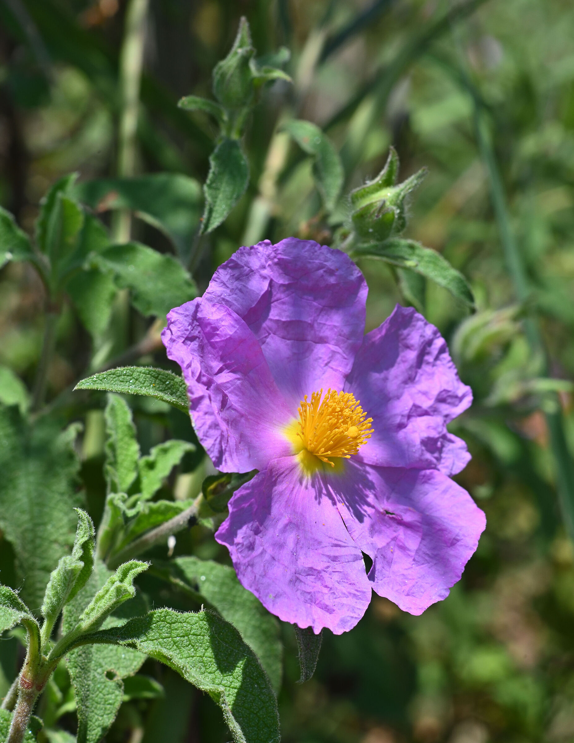 Cistus in the field