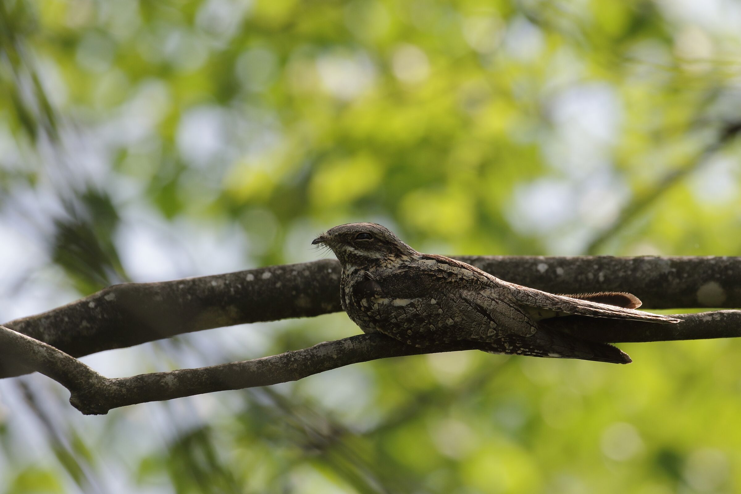 Il mimetismo del Succiacapre