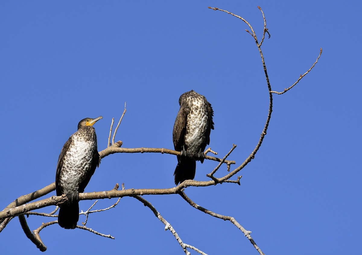 Cormorants to the Sun