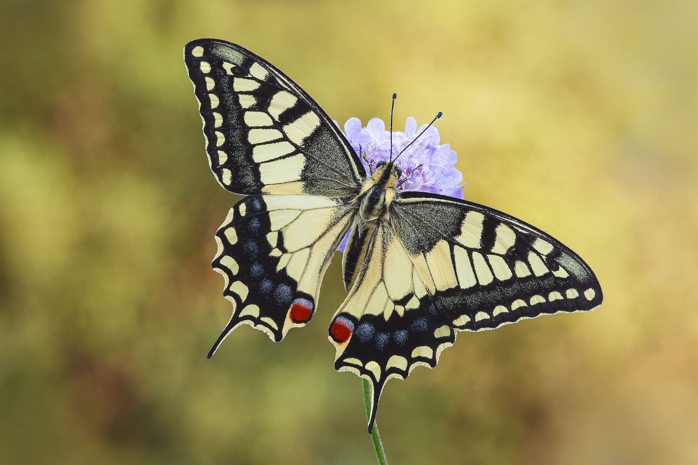 Swallowtail