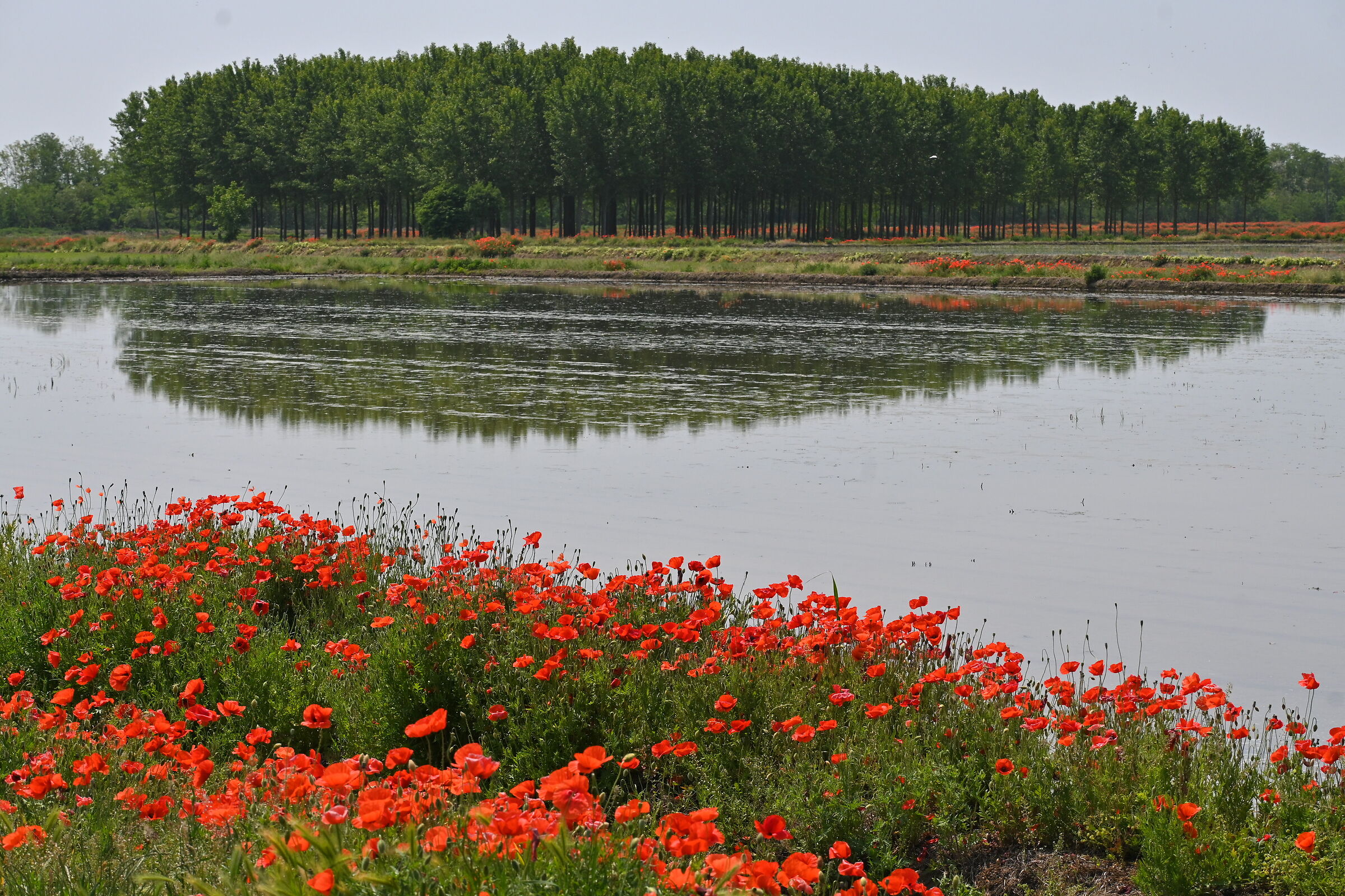 poppies 2
