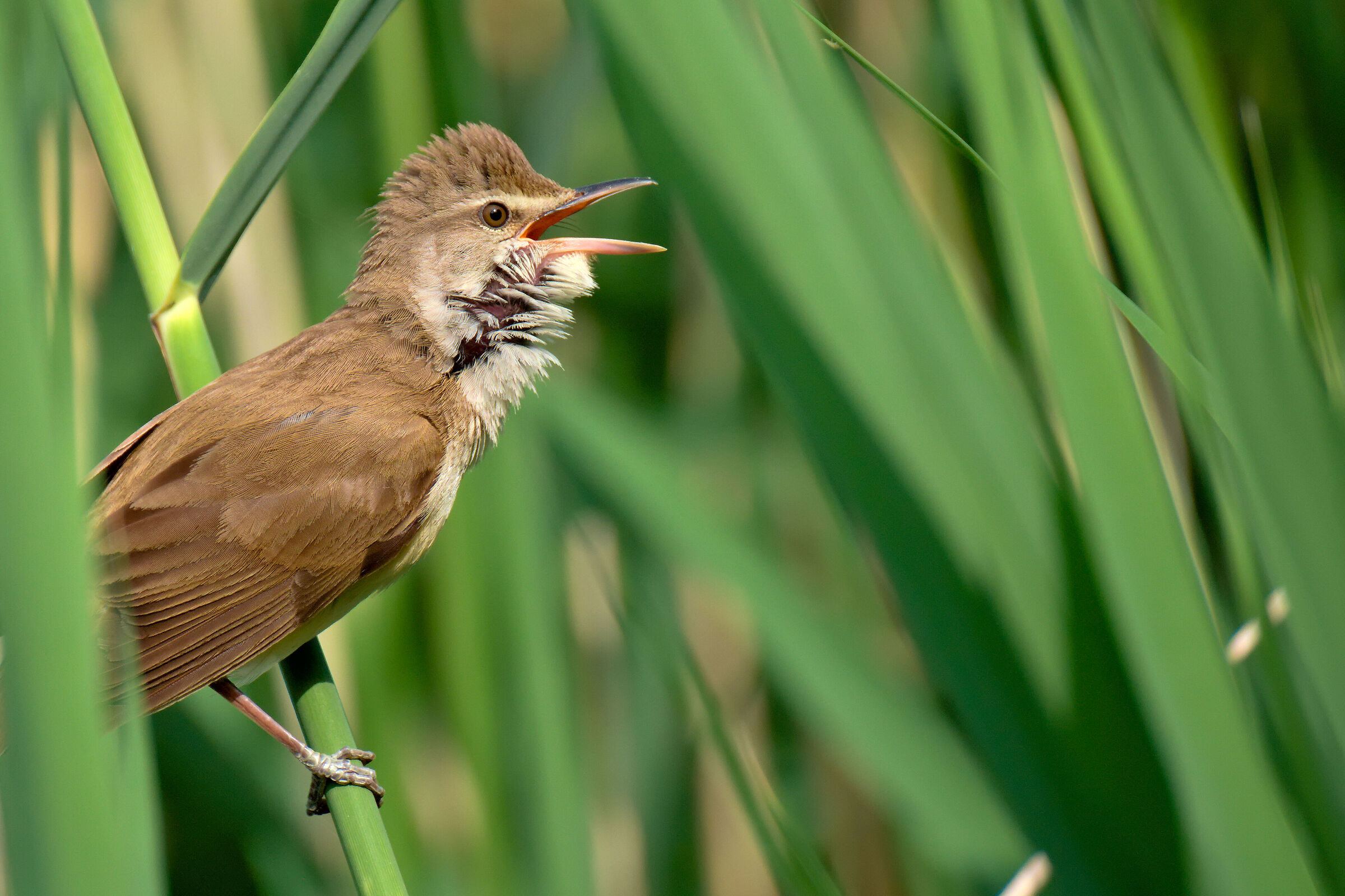 Great reed warbler