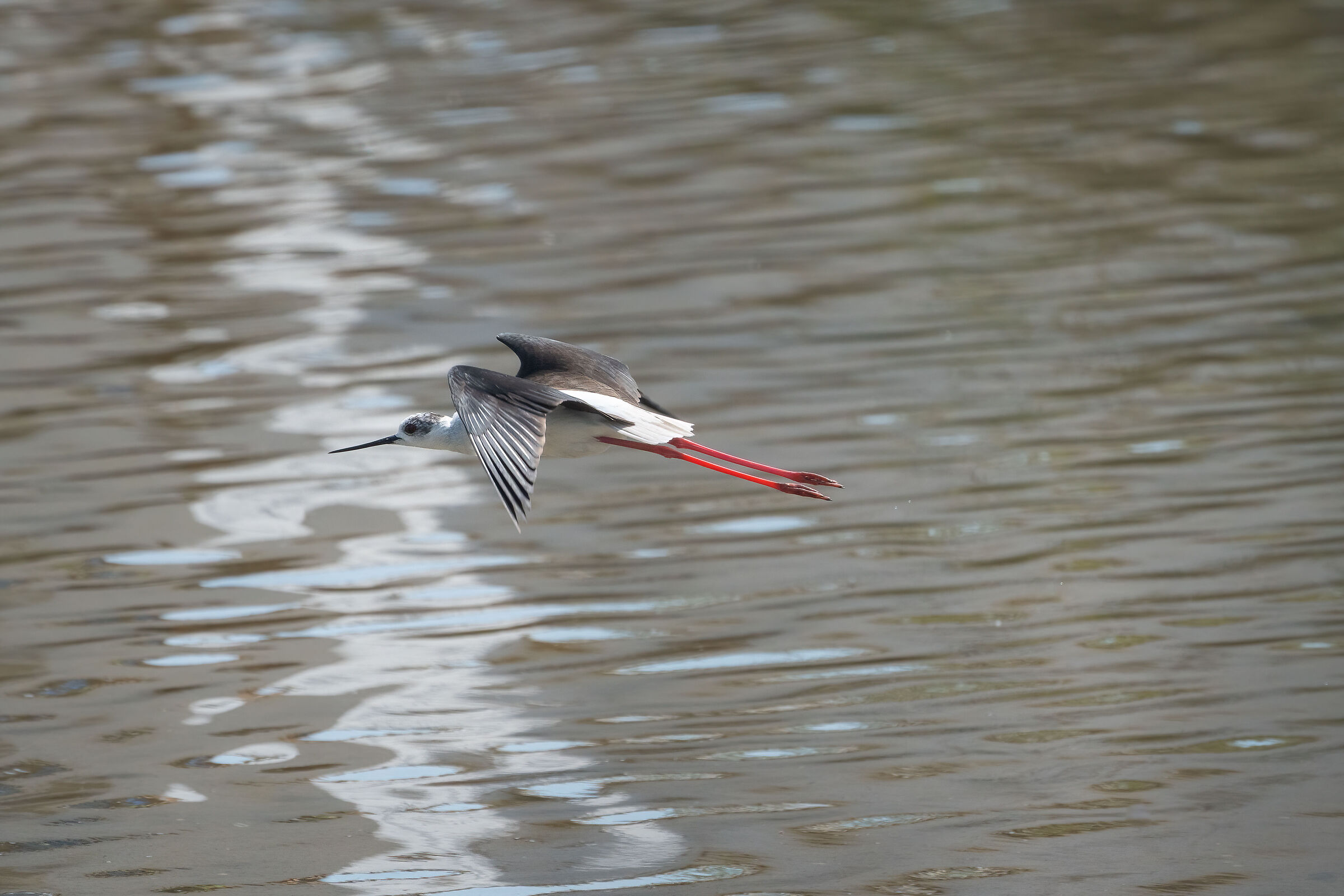 Cavaliere d'Italia in volo
