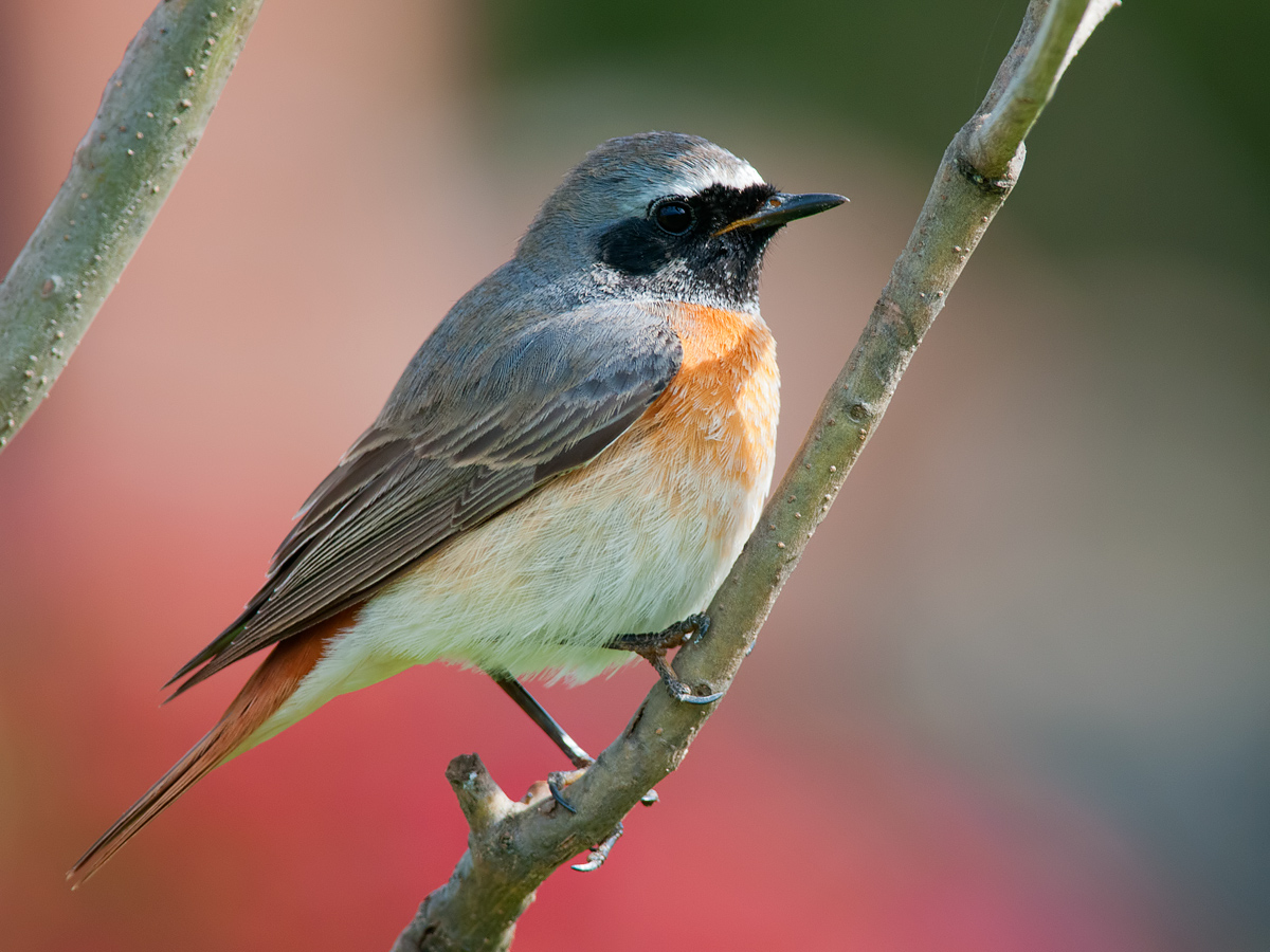 Redstart male