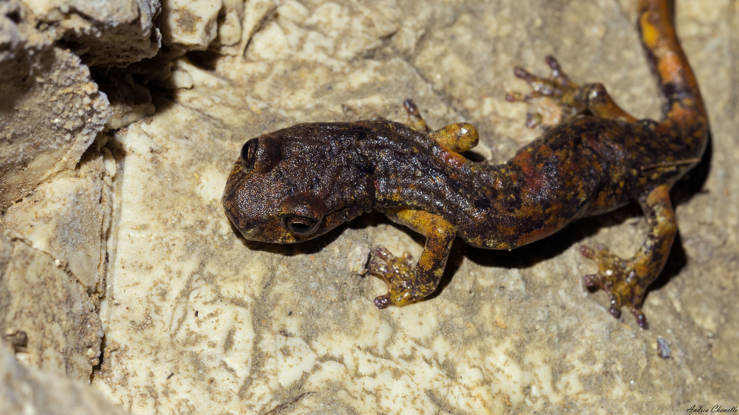 Geotritone italiano (Speleomantes italicus)