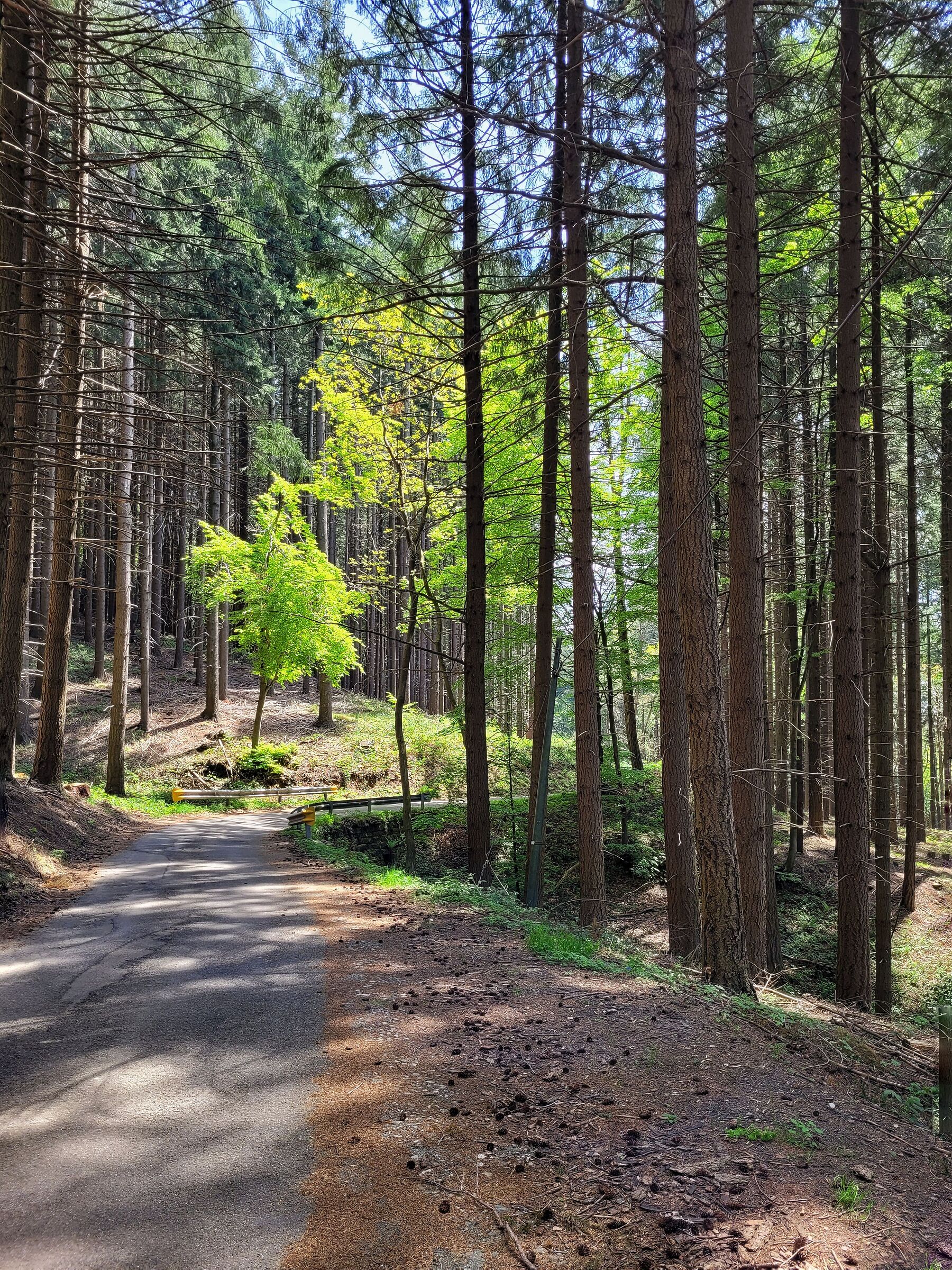 Foresta