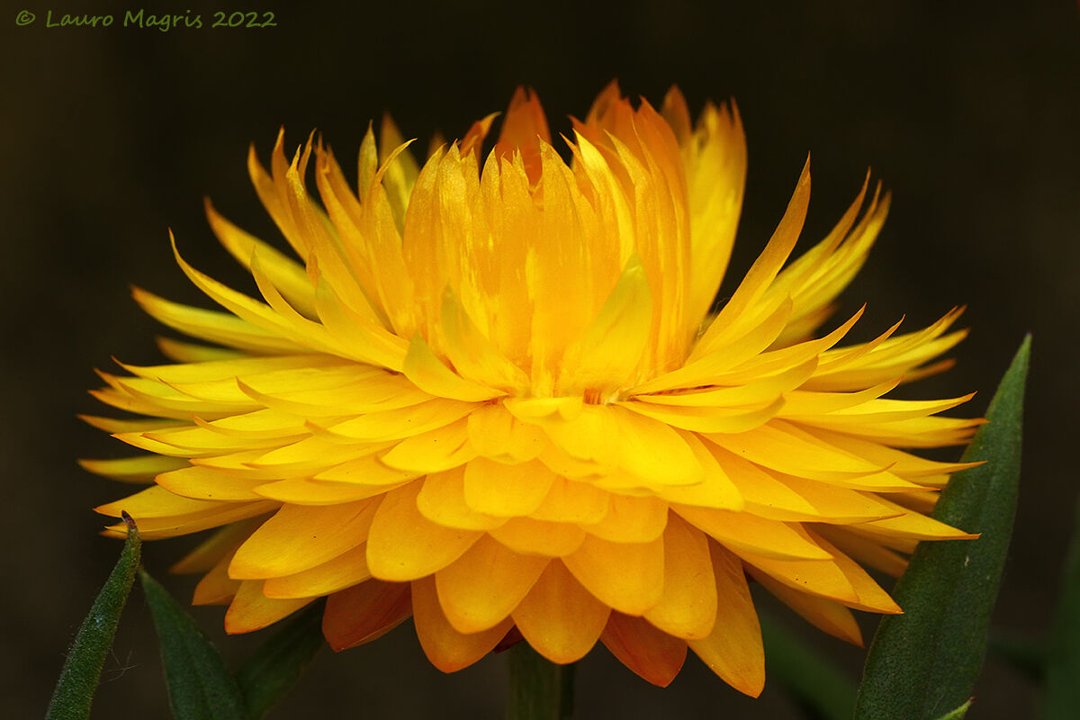 Bracteantha (Xerochrysum)