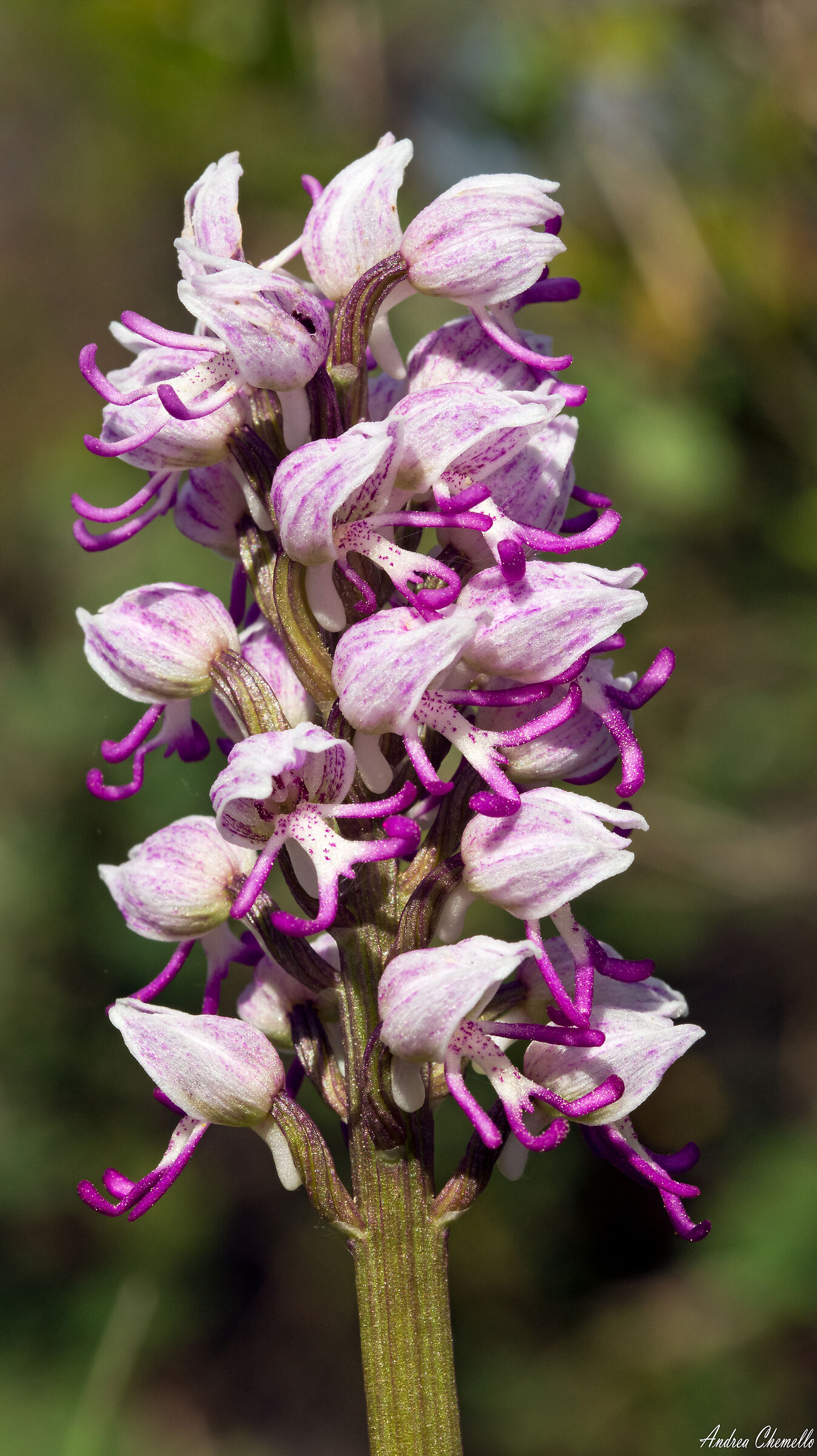 Orchidea scimmia (Orchis simia)