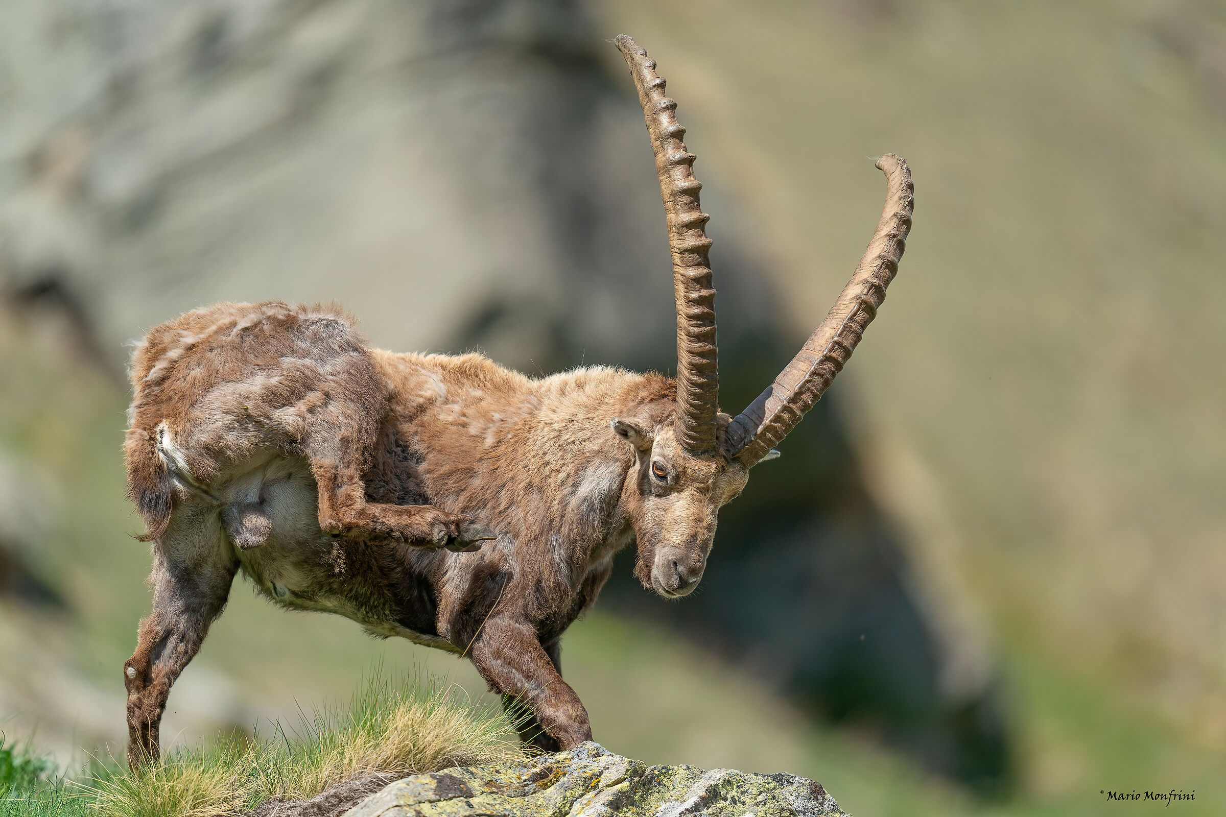 ibex porn!