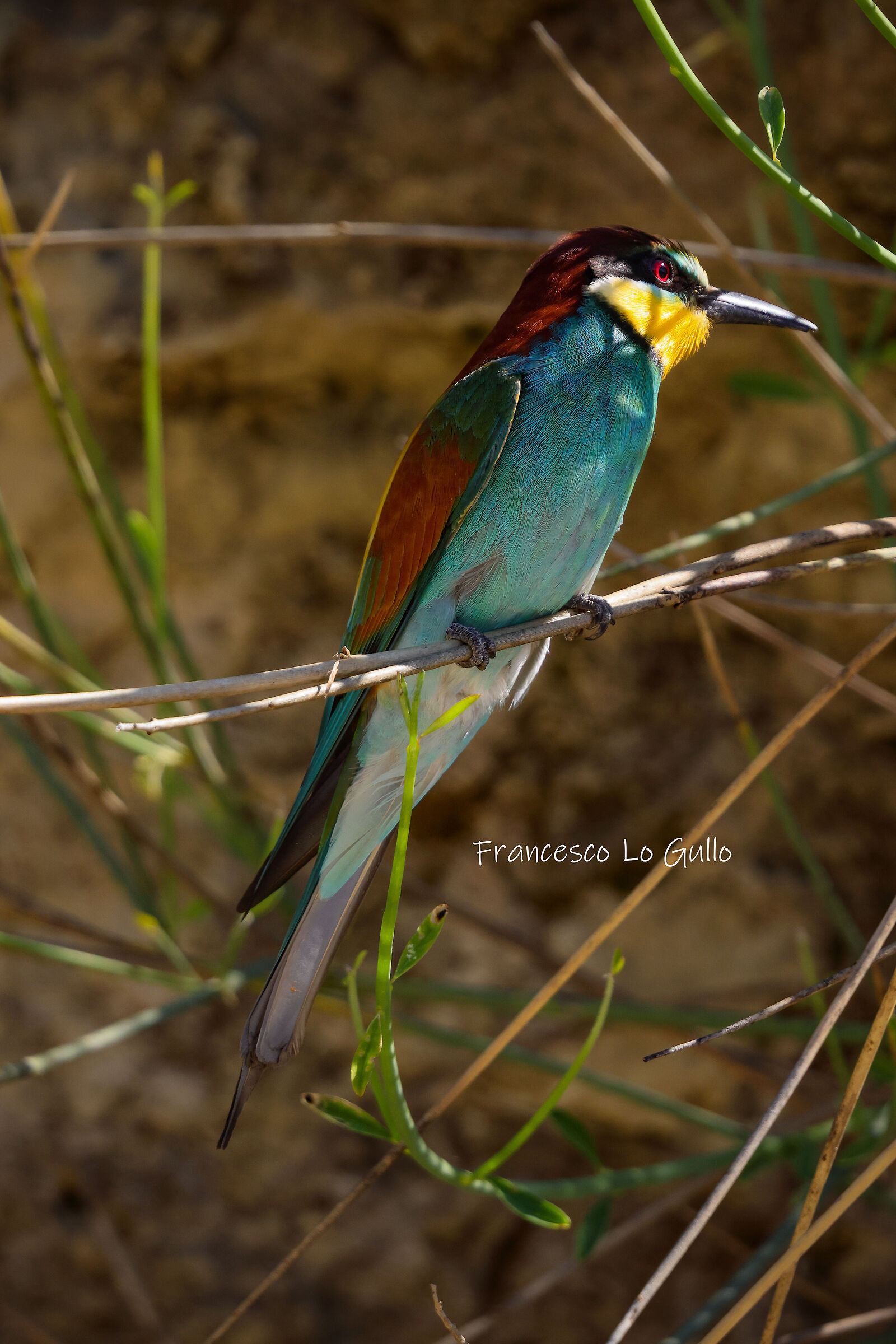 Merops apiaster in penombra