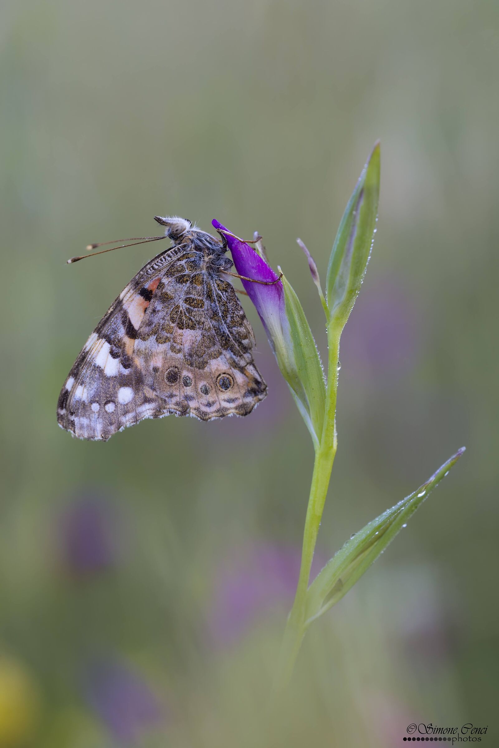 Vanessa cardui