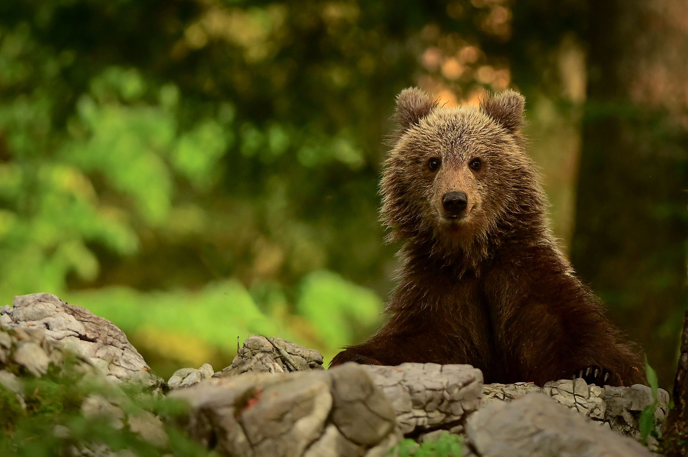 young curious bear