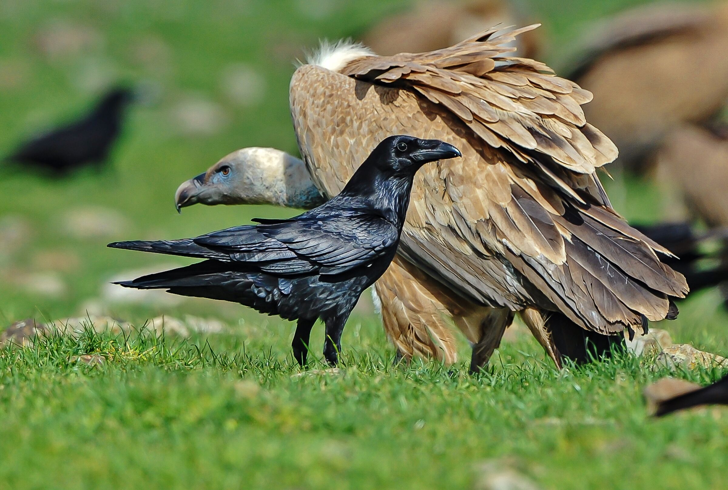 Imperial raven on griffin background