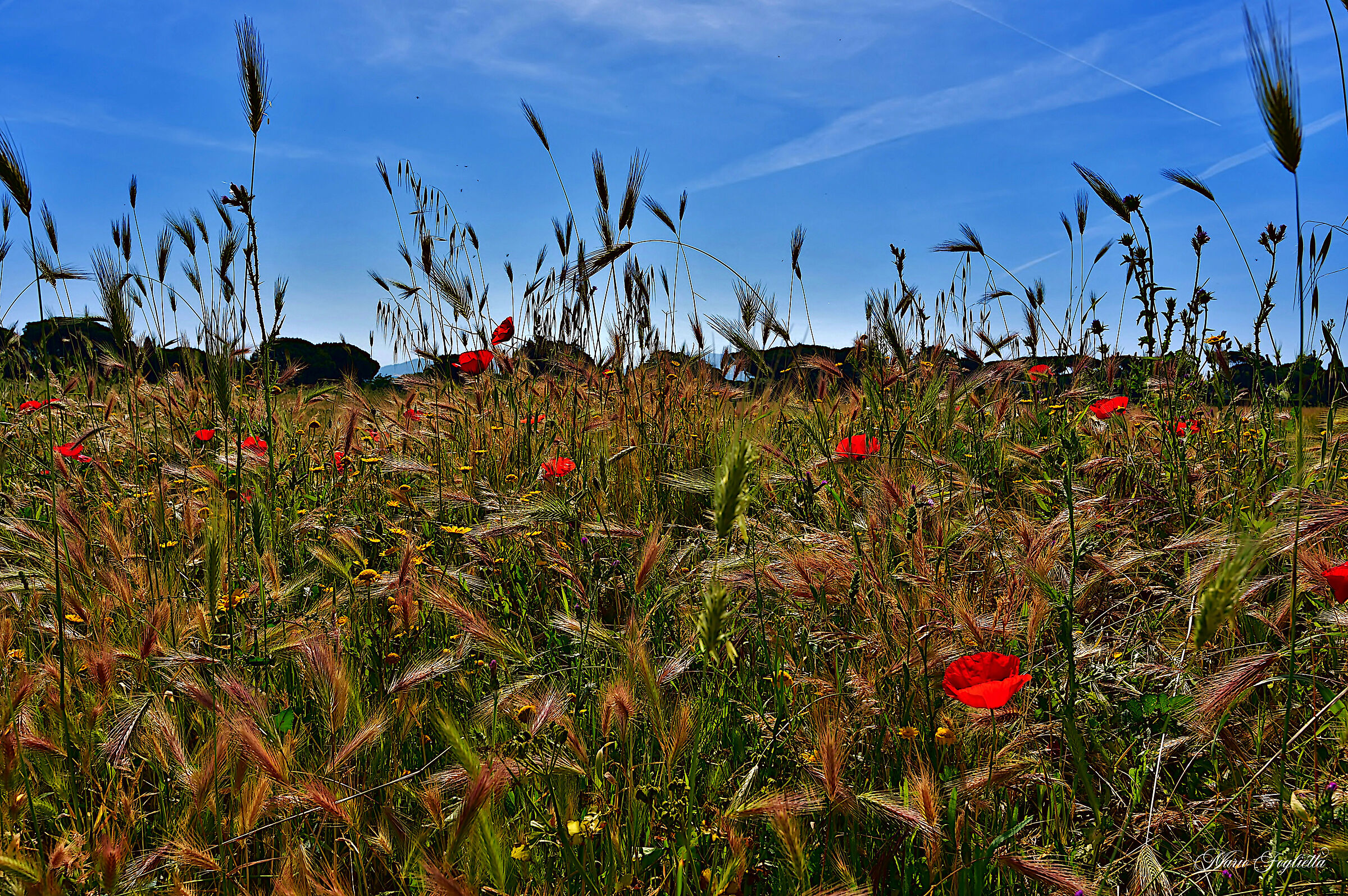 Poppies and not.........