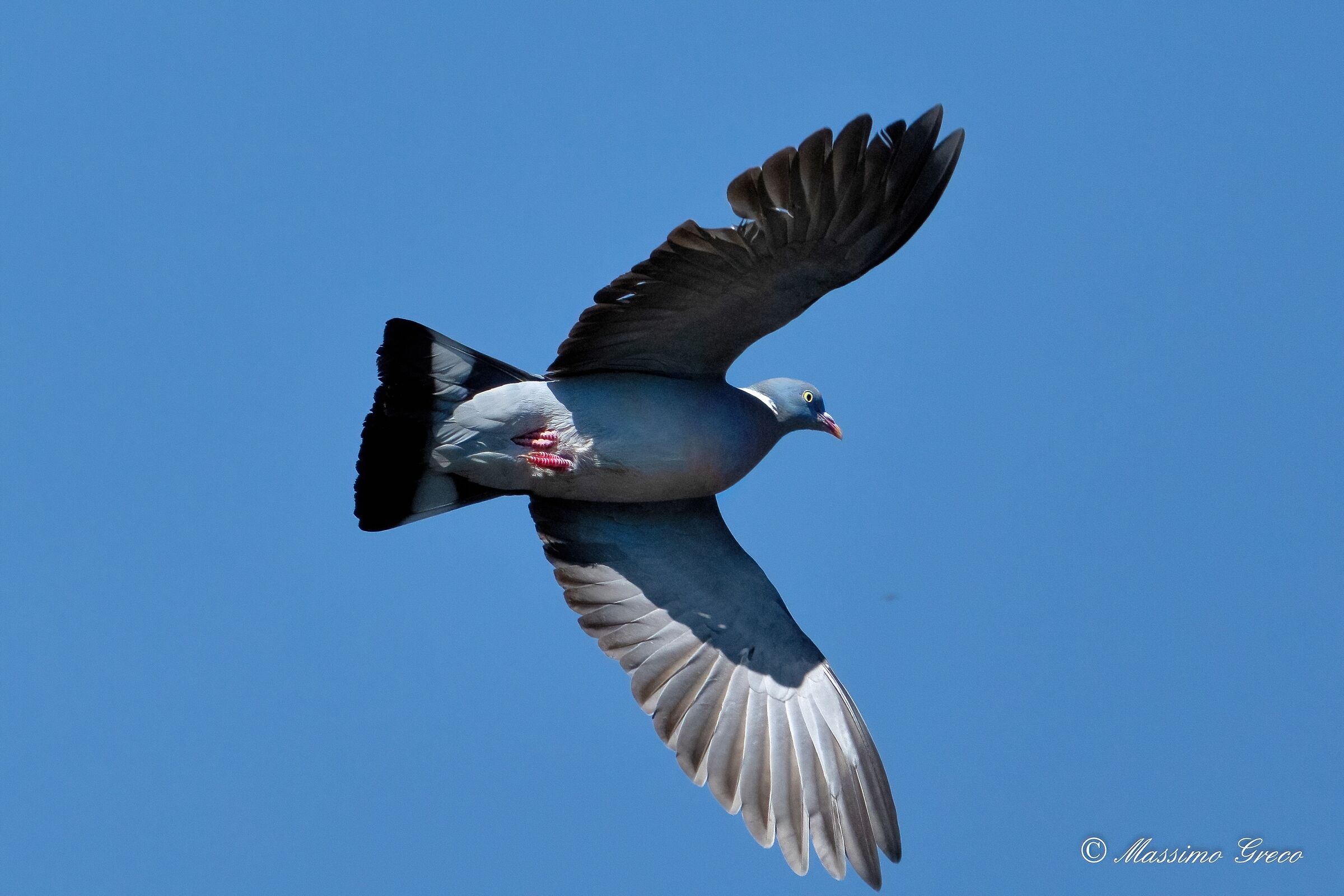 Wood pigeon (Columba palumbus)