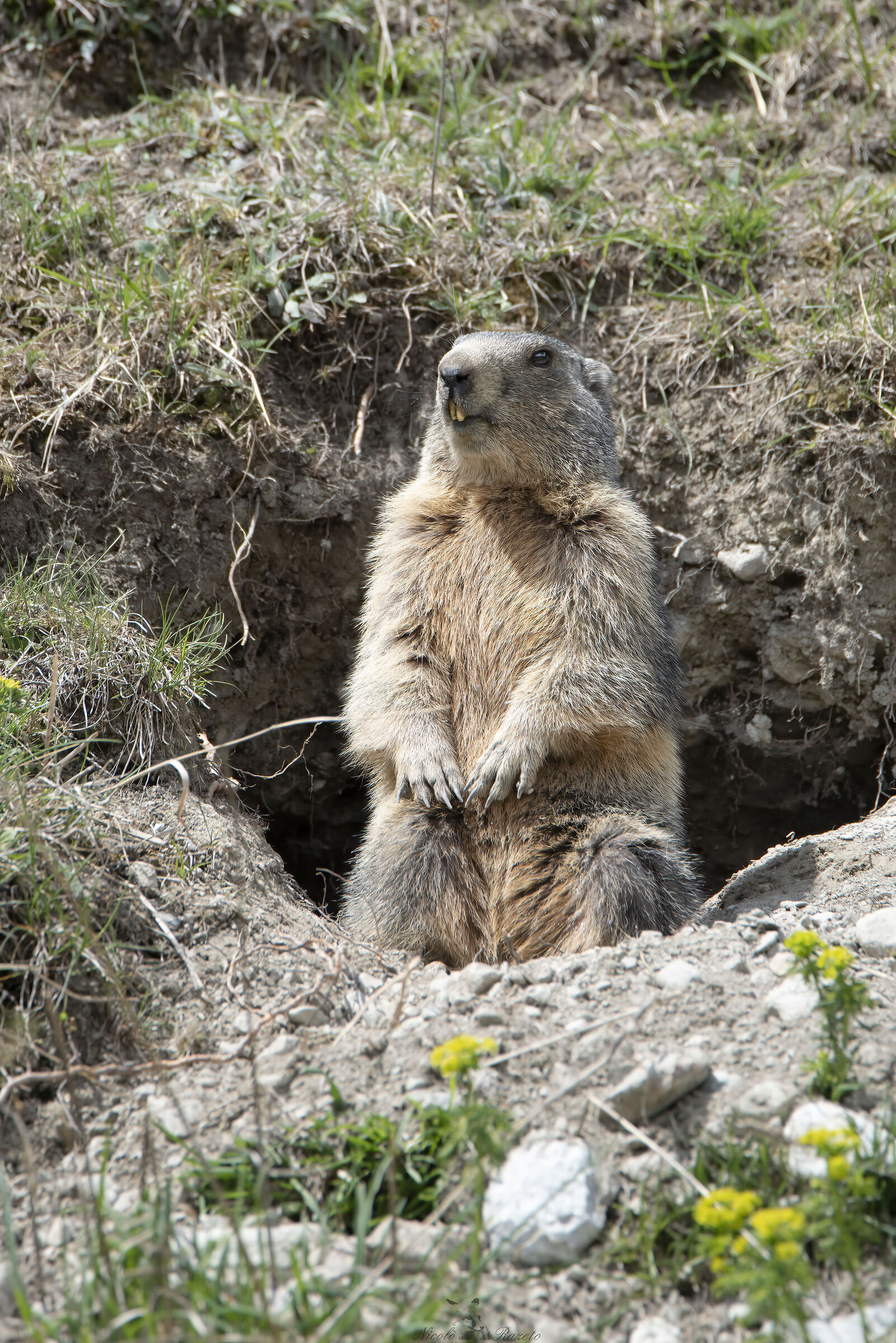 Marmot