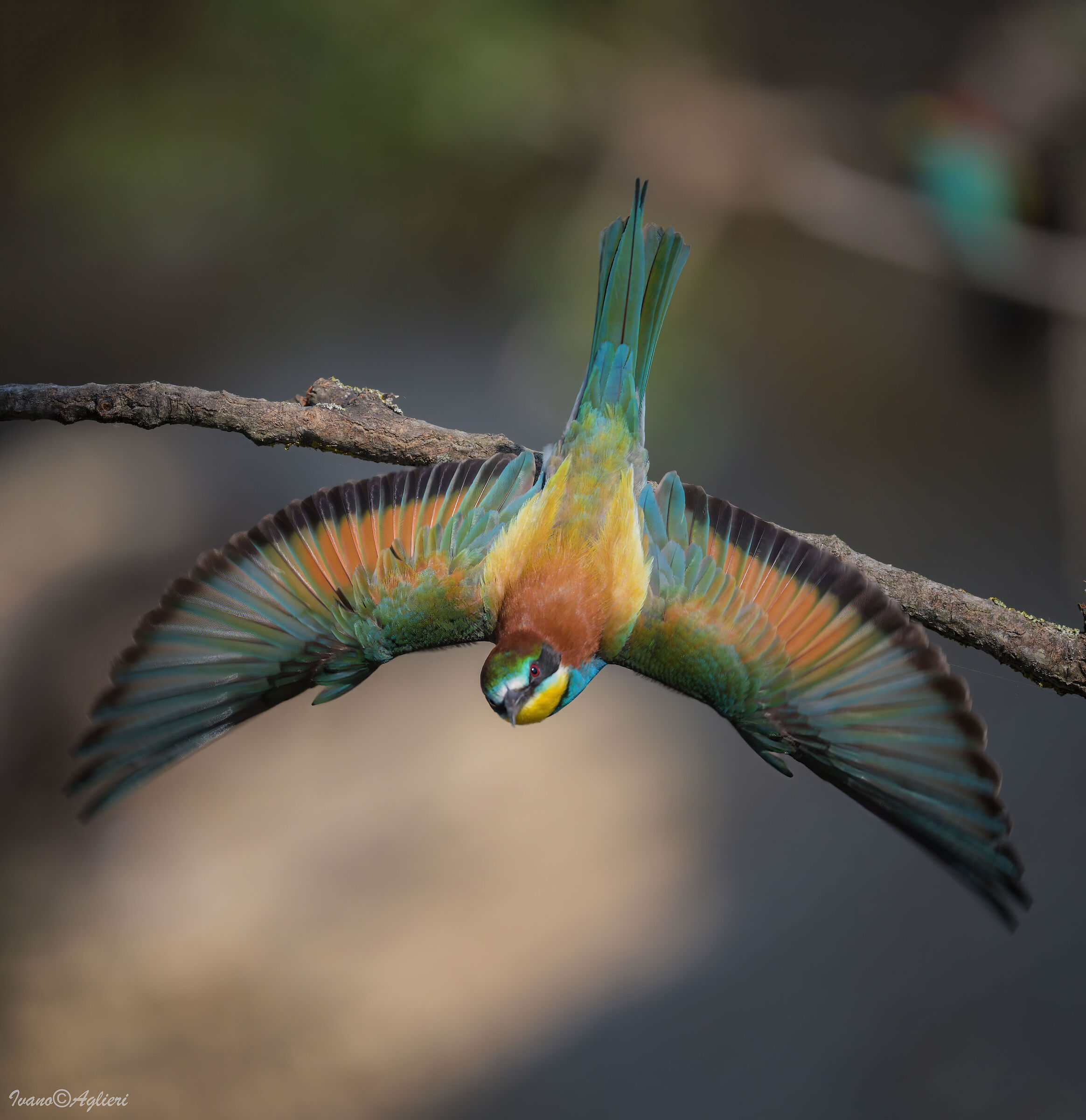 With outstretched wings