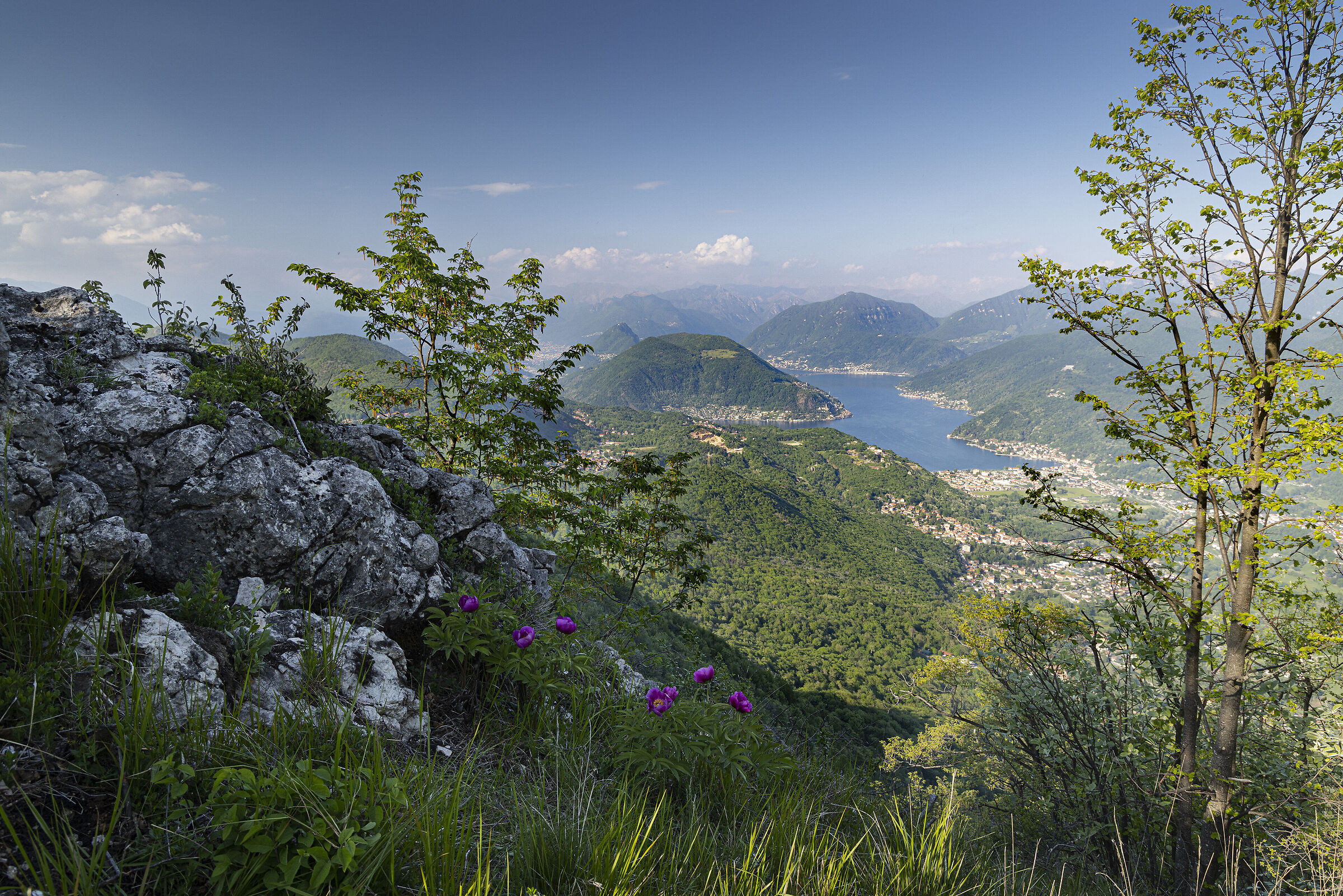 L'annuale fioritura delle Peonie