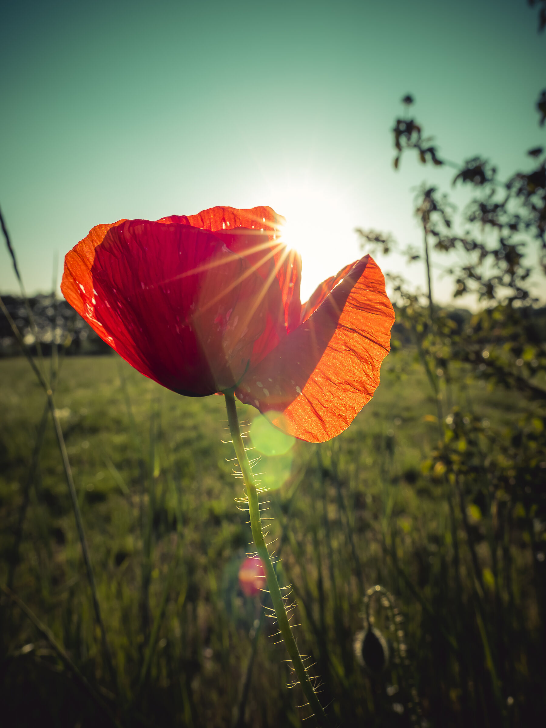 Papavero assolato