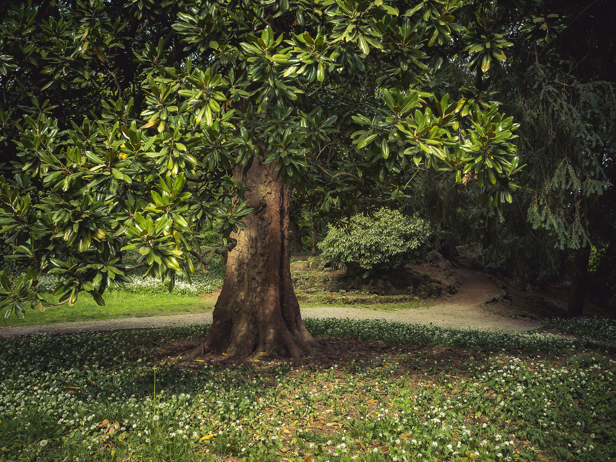 The enchanted forest