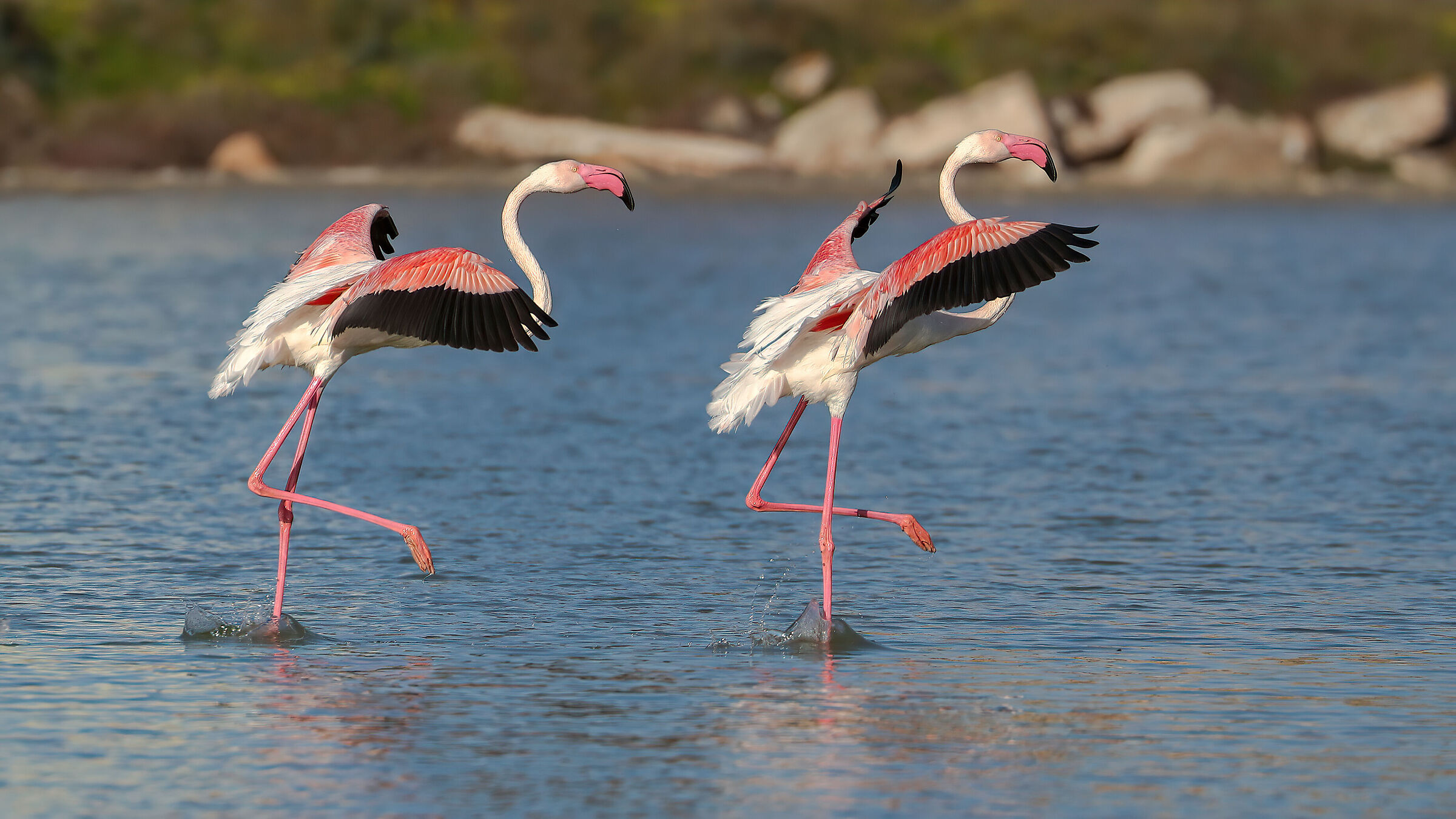 Synchrony.... pink flamingos
