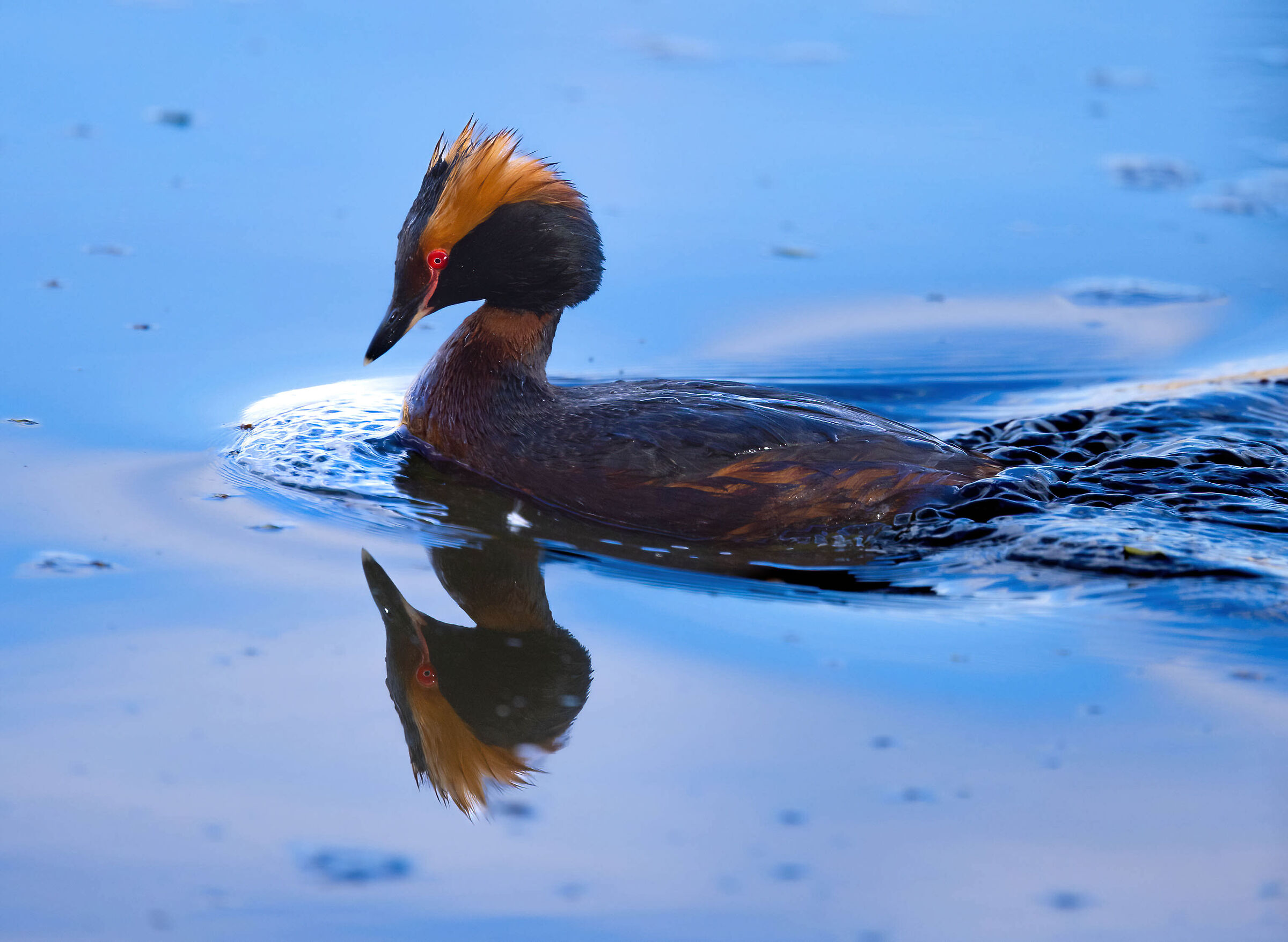 Lo specchiarsi del podiceps auritus