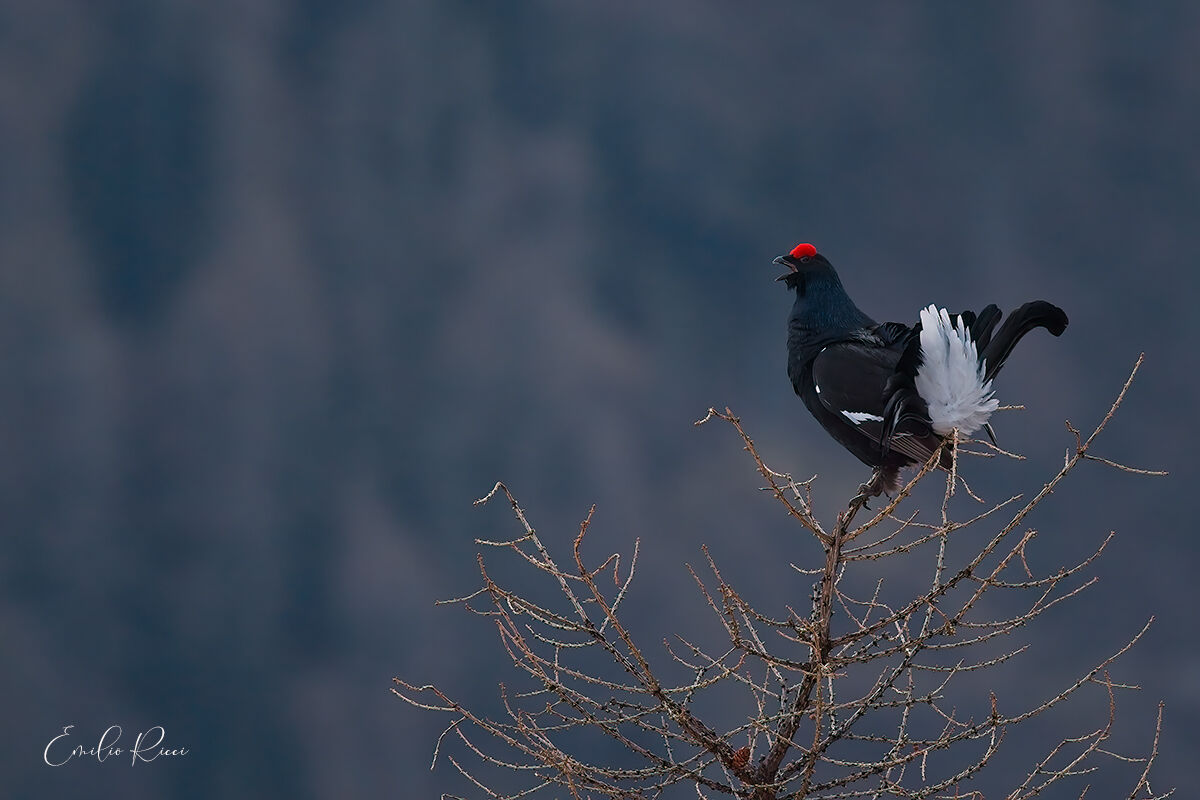 Black grouse