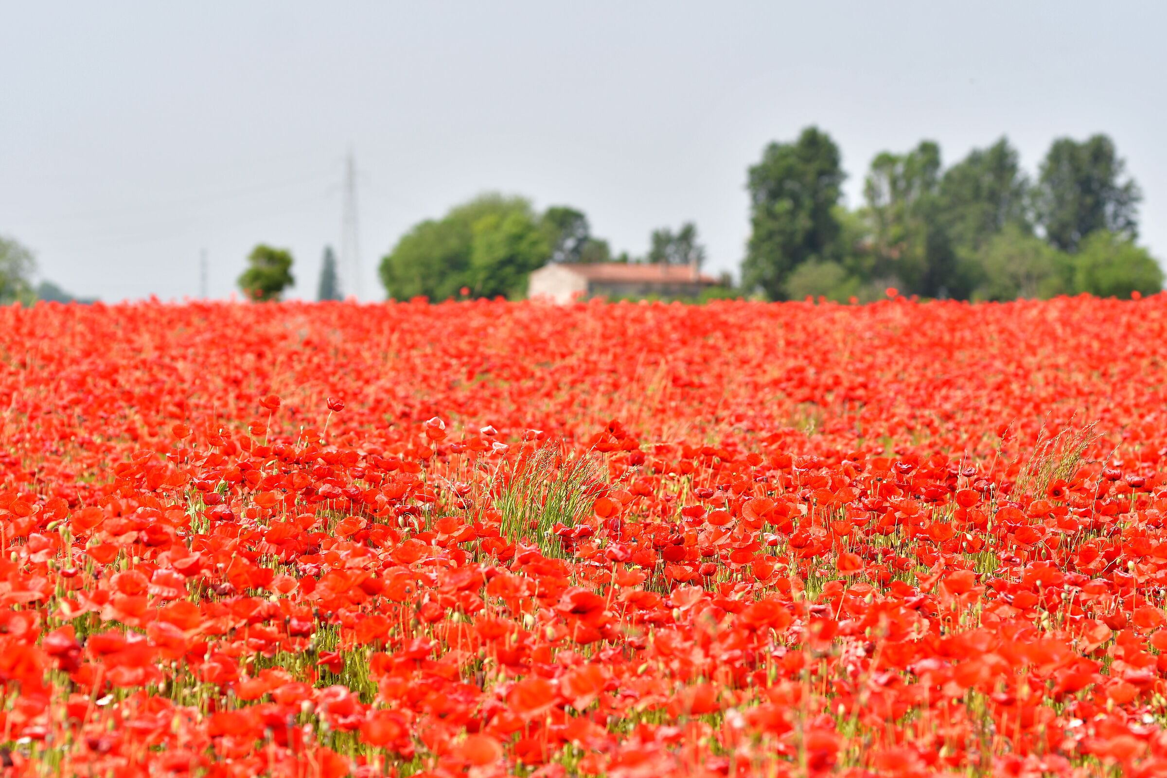 Poppy field
