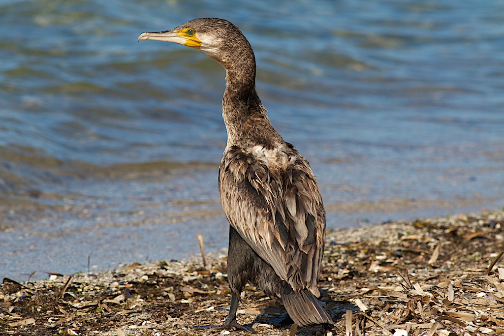 Cormorano