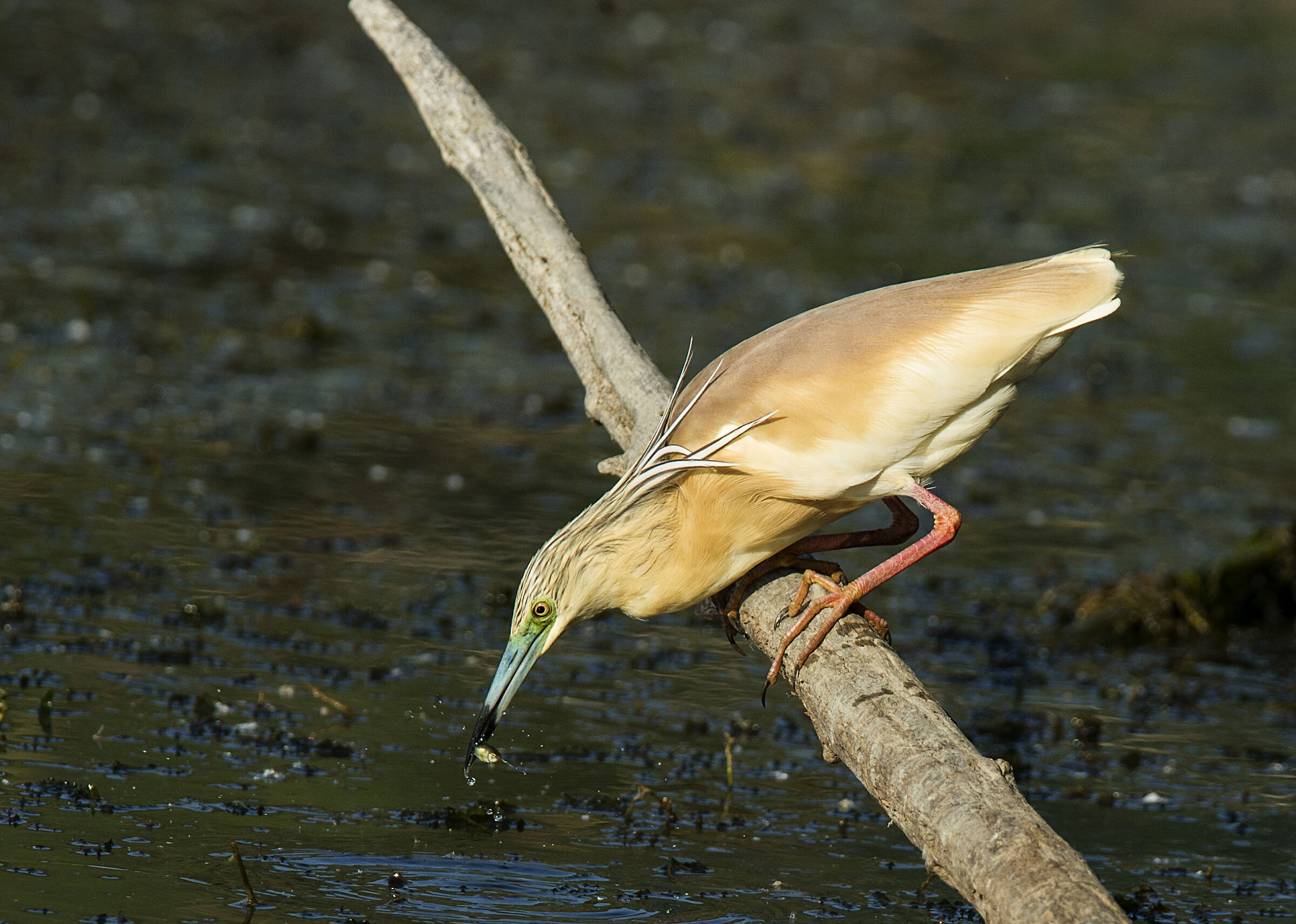 hunting