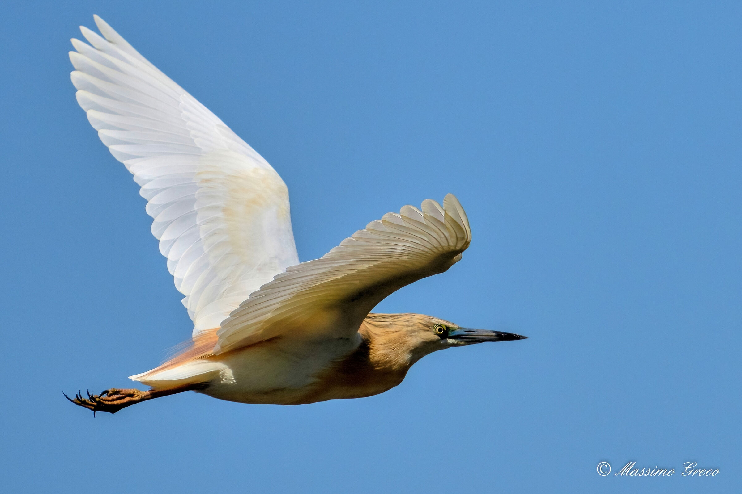 Tufted gauze (Ardeola ralloides)