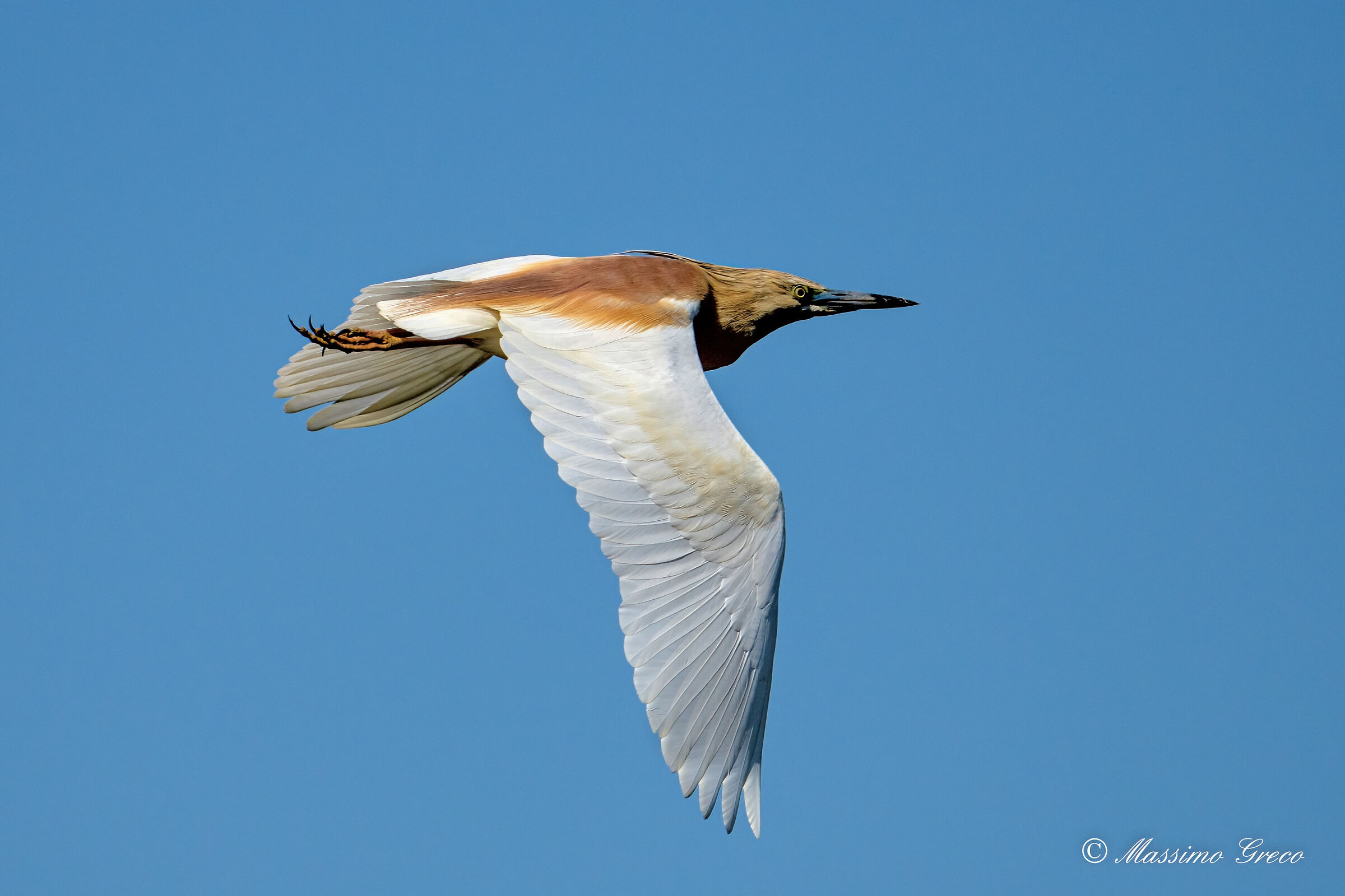 Tufted gauze (Ardeola ralloides)