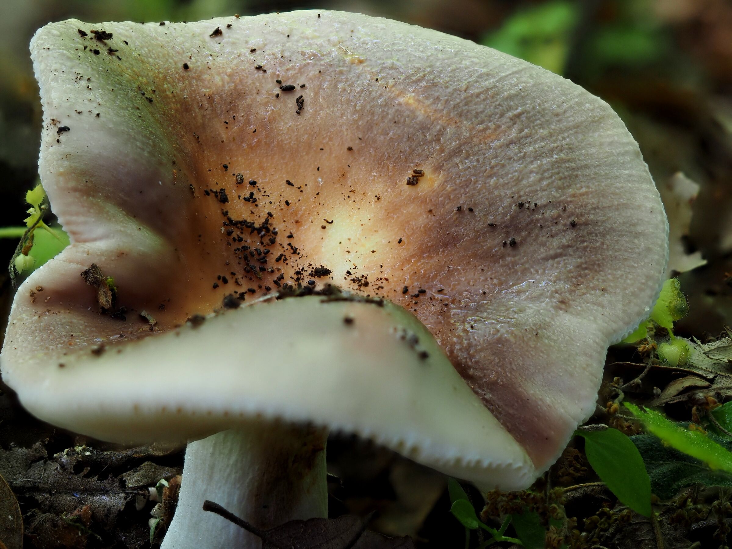 Mushroom.... unknown to me