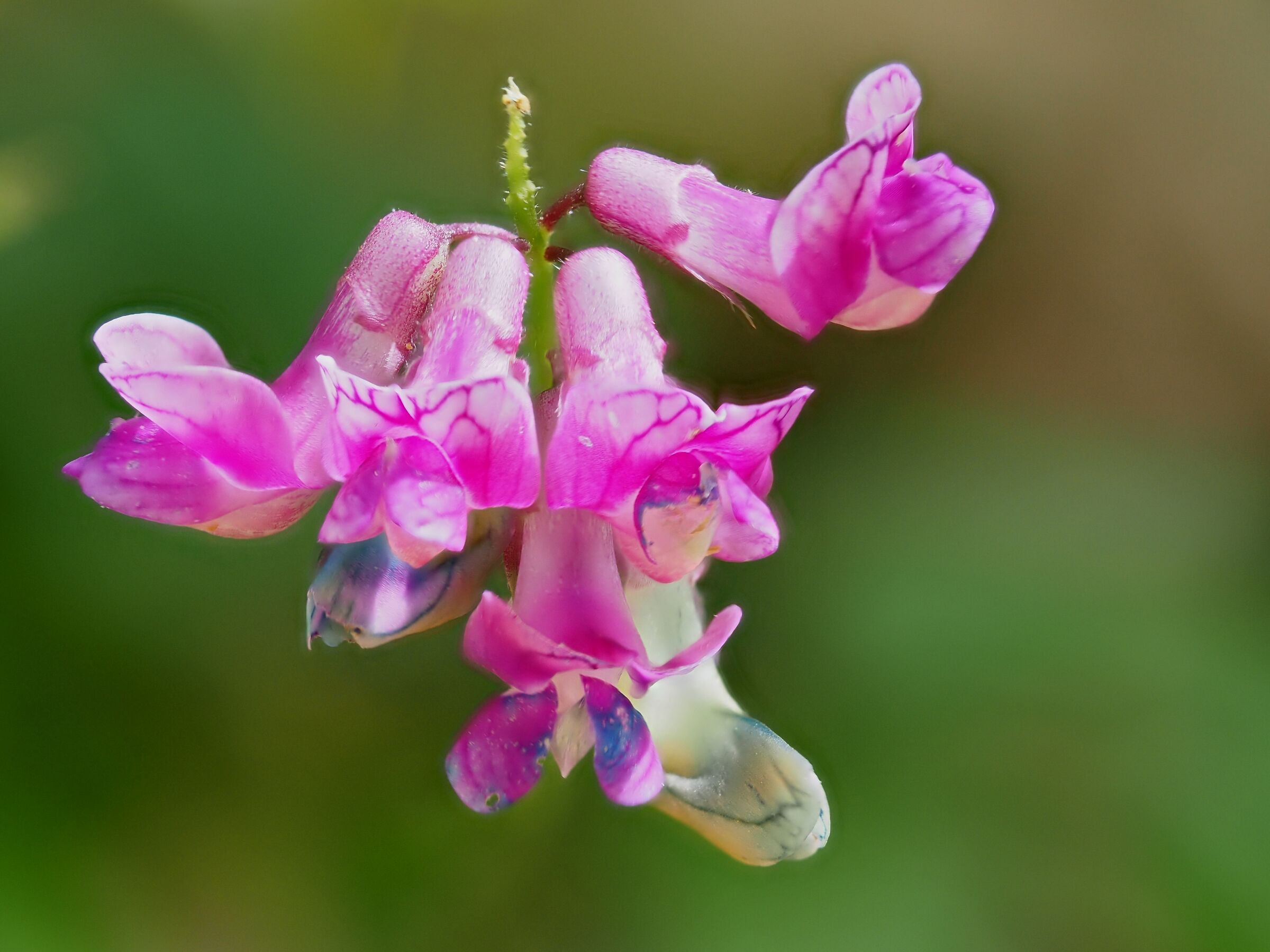 Vetch